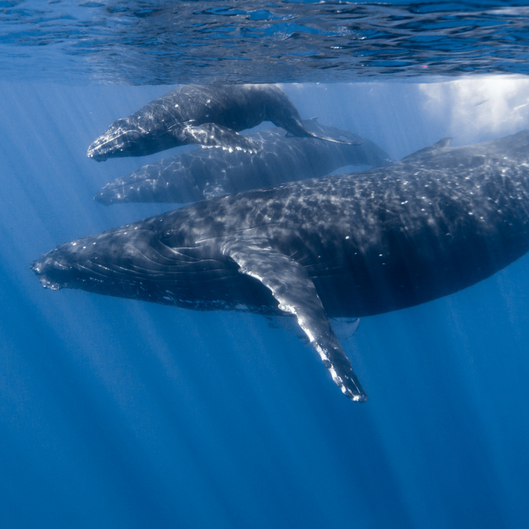 Science Careers: Bioacoustic Researcher 