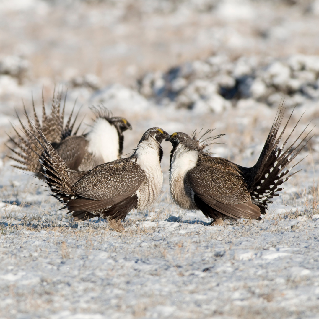 Be THEE sage grouse; make your application stand out