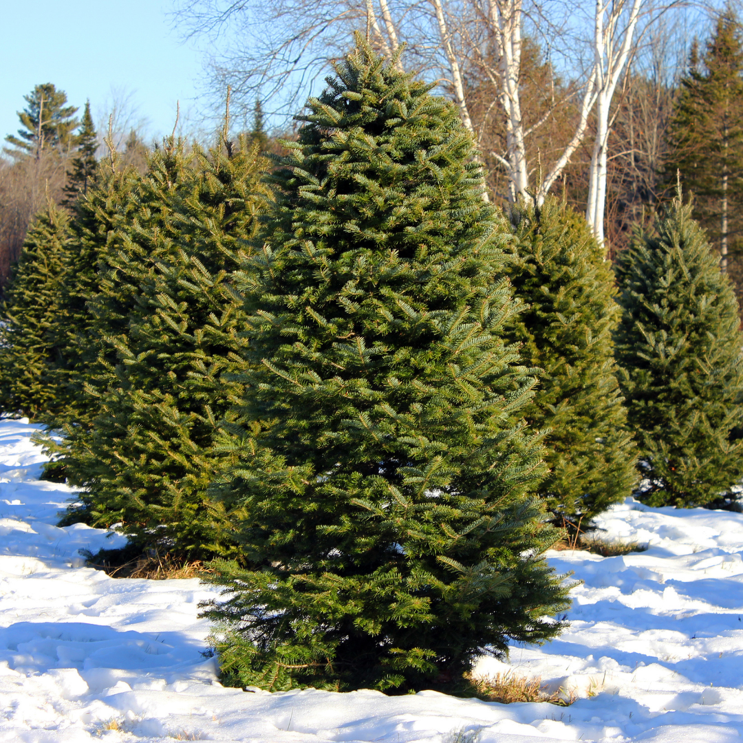 What you didn’t know about your Christmas tree