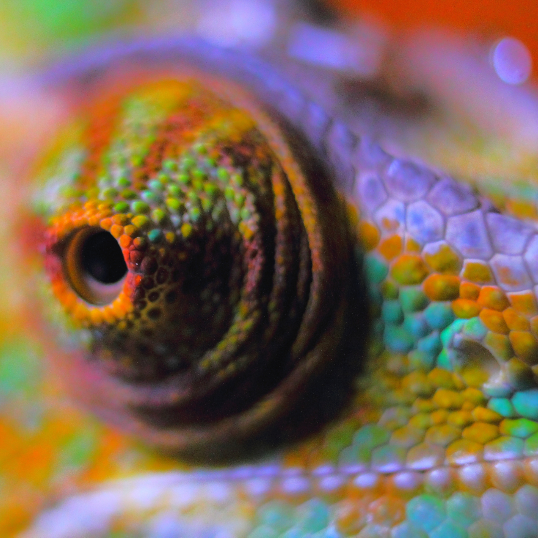 What a chameleon can teach you about applying to school or a job