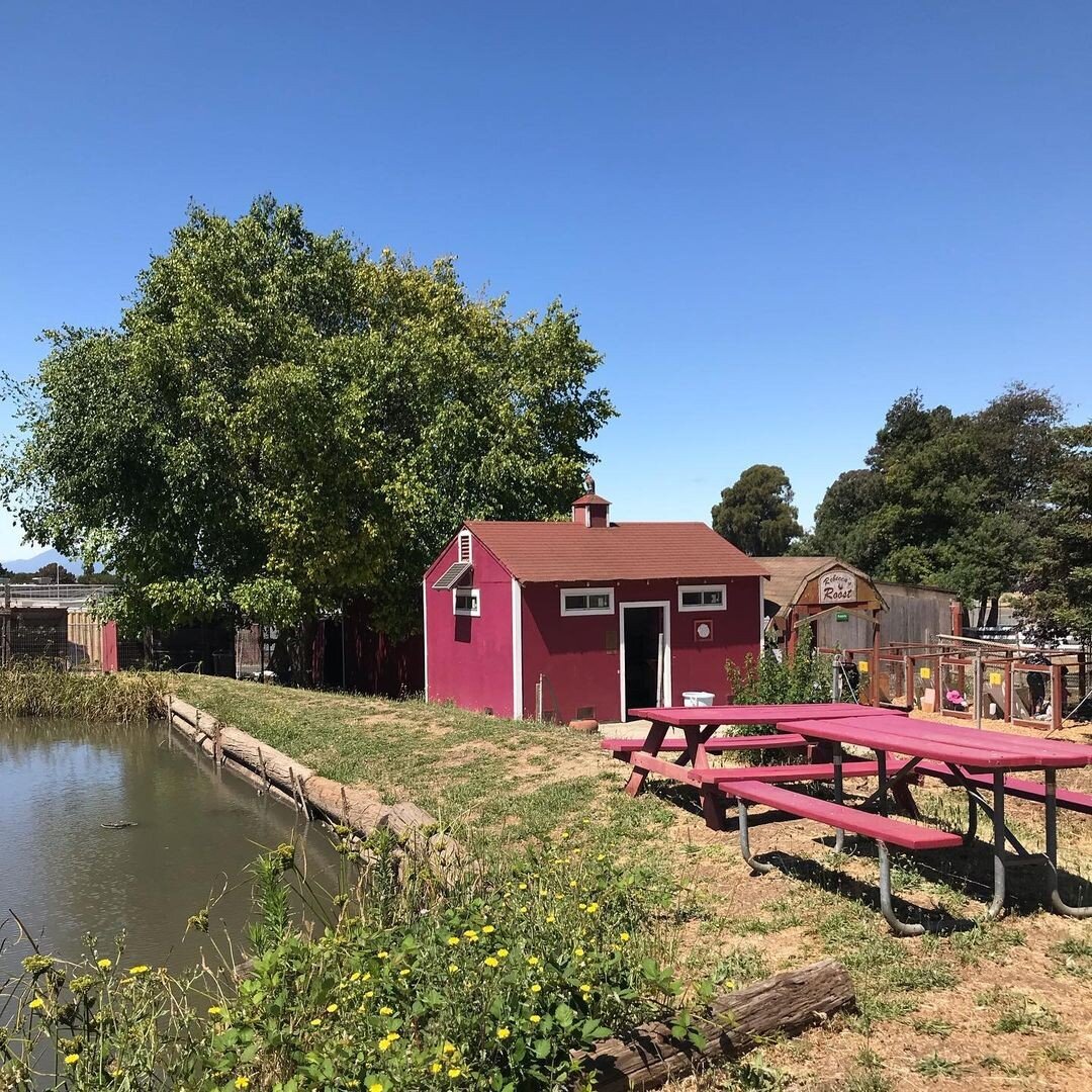 Loma Vista, We Missed Ya!
Happy to share a recent trip to Friends of Loma Vista Farm from our follower @solanofamilyfun 

Our first time visiting Loma Vista Farm in Vallejo! We saw rabbits, chickens, pigs, cows, alpaca, sheep, goats and ducks. There&