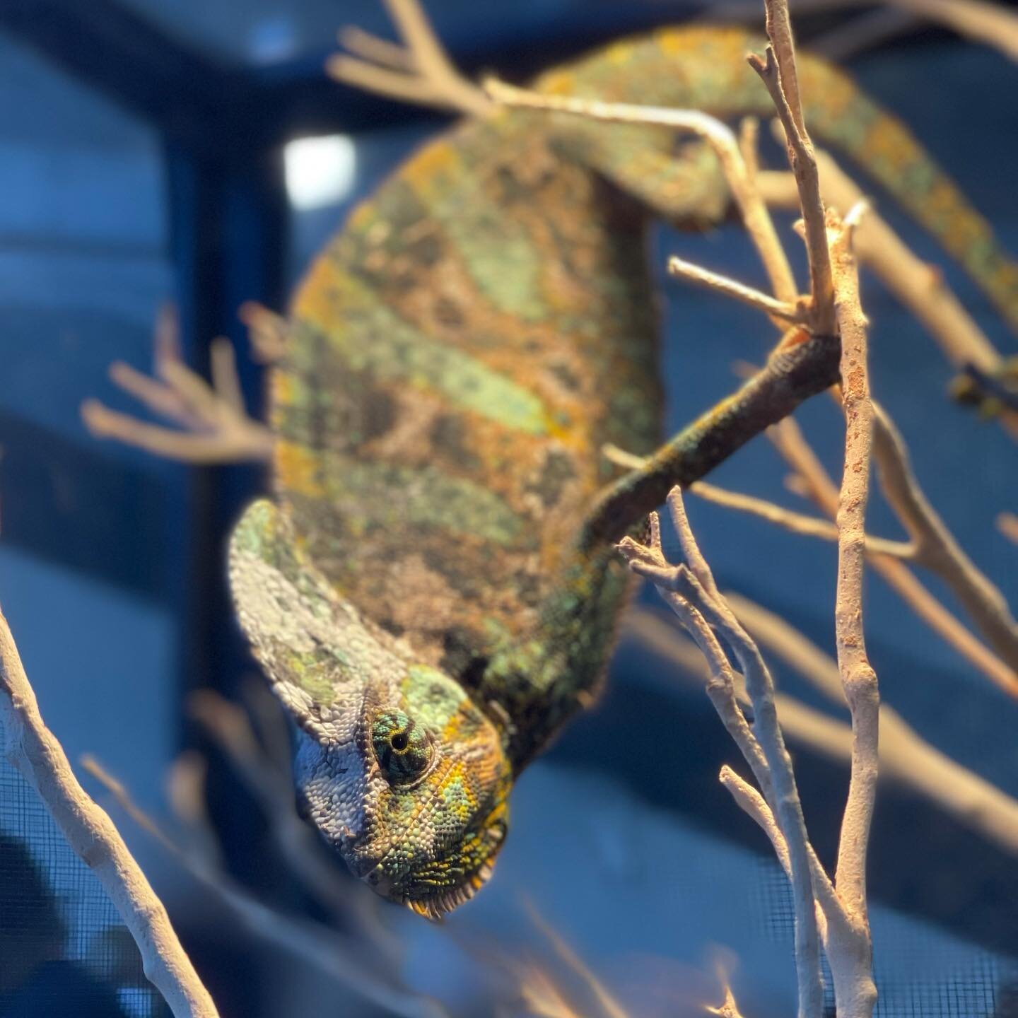 We&rsquo;ve got our eyes on you. 👀

Vallejo Reptile Show at @scfairgrounds today through 4pm.

#Vallejo #chameleon #photography