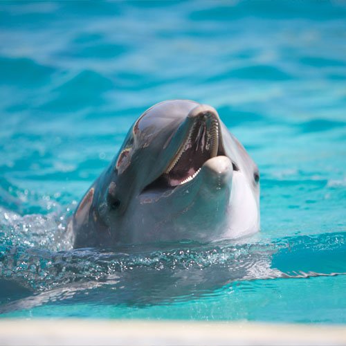 dolphin-1.jpeg