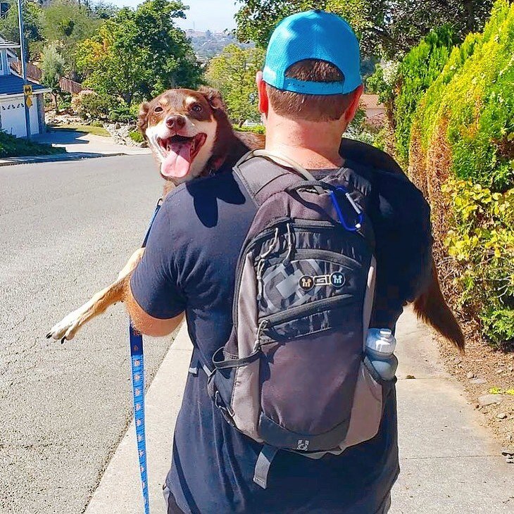 &ldquo;Went for a long hike this morning....

This is how it ended&rdquo; 🐶 

・・・
Repost @flynnthebrewerydog 
#traildogs #vallejo #benicia #bayridgetrail #hiking #sfbayarea