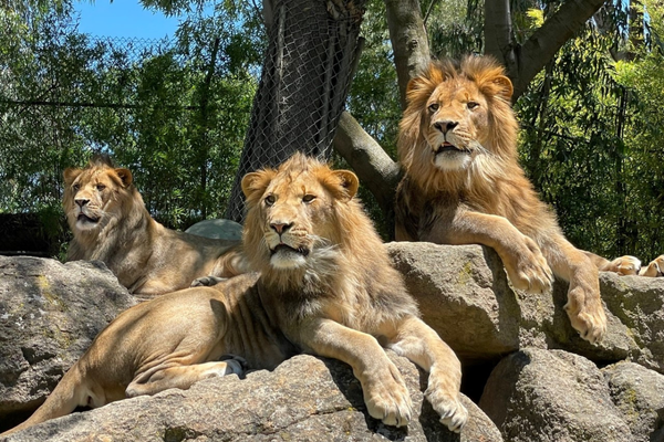 Big Cat Conservation Day @ Six Flags Discovery Kingdom