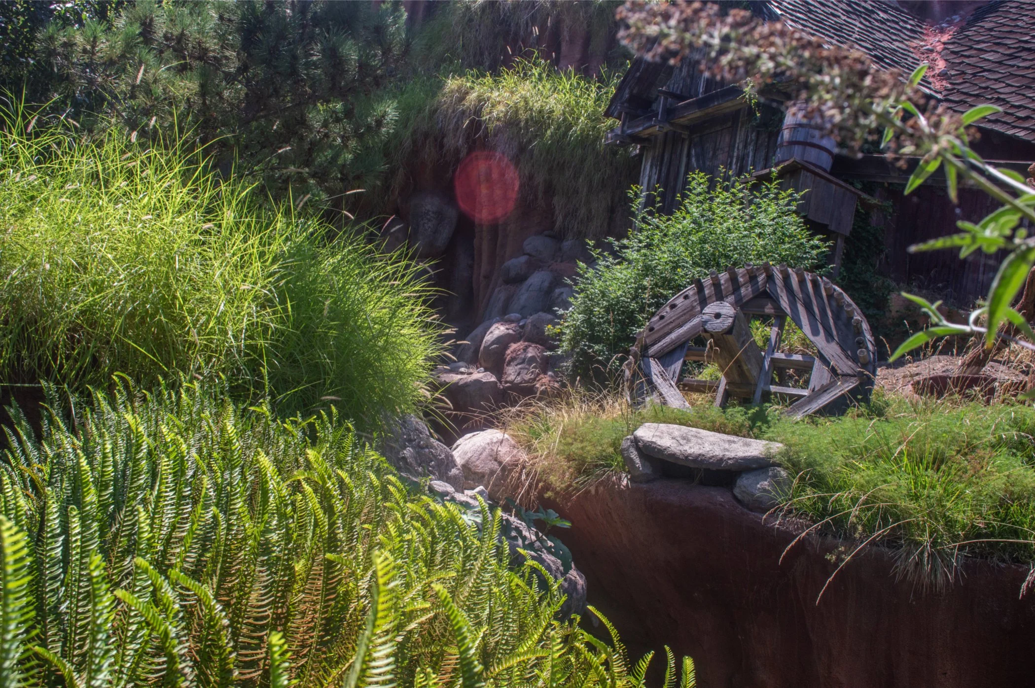 Collection of Nature and Disney Photos by Dani Bailey, Photographic Print, 8.5 x 11, Framed (NFS)