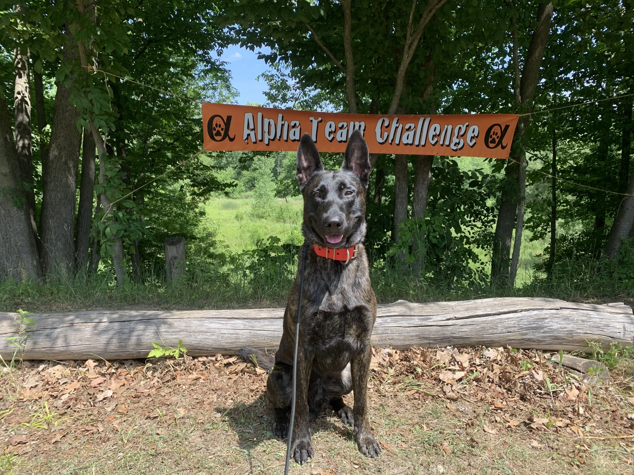 Marvel at the Backwoods K9 Alpha Team Challenge July 2020