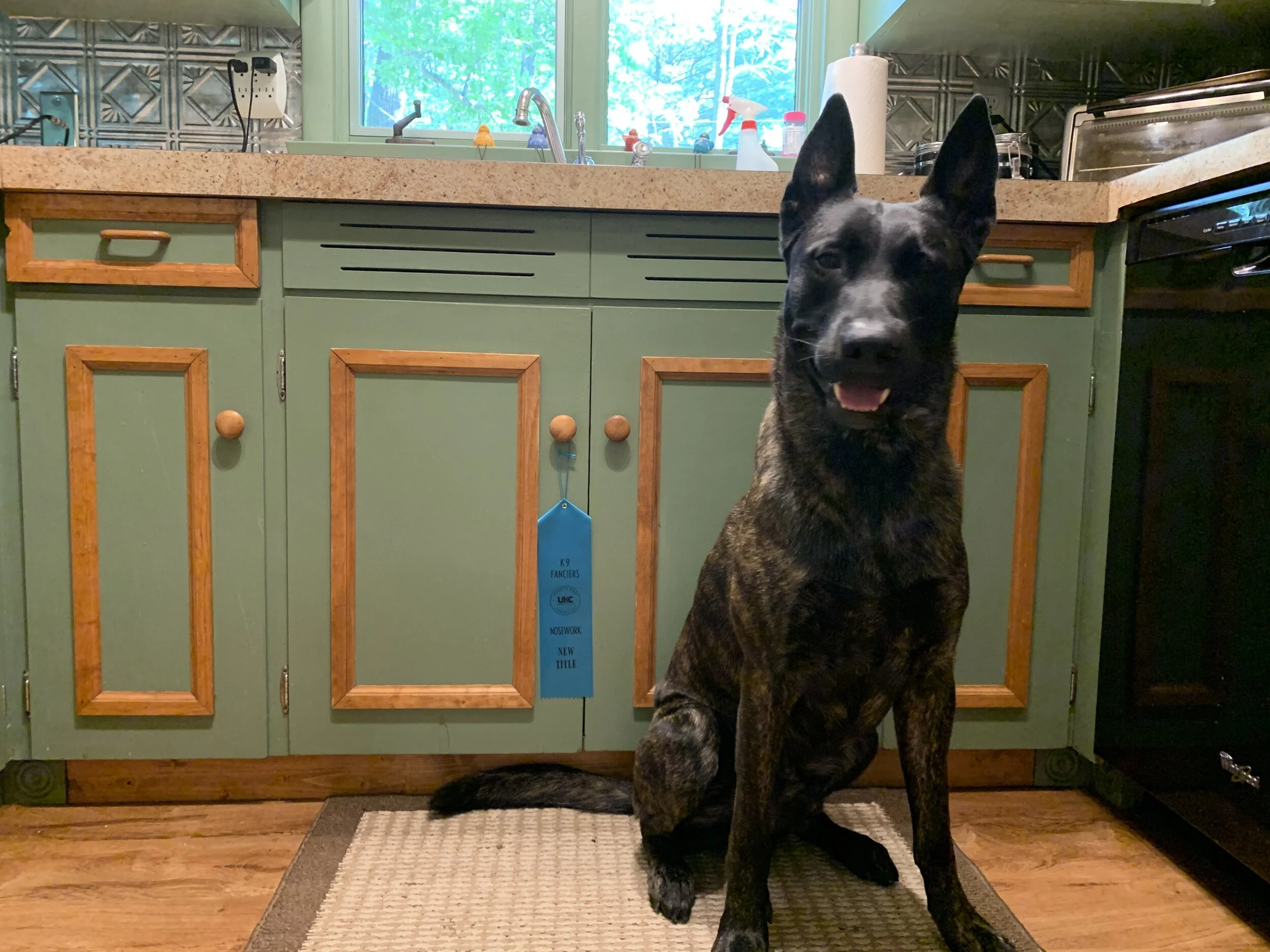 Marvel Superior Vehicles and Superior Nosework Titles June 2020
UKC Nosework