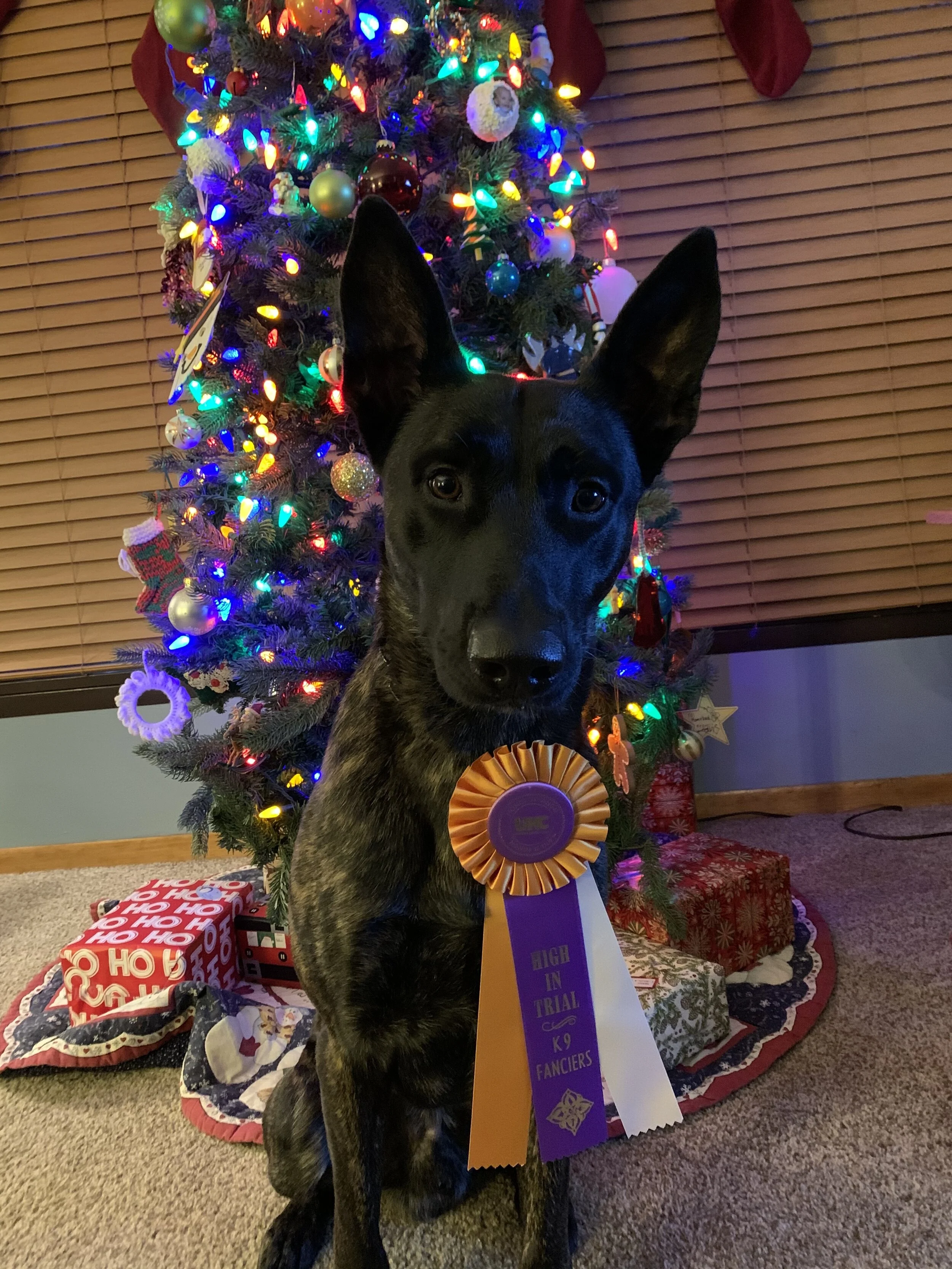 High in Trial K9 Fanciers Nosework Elite Container
UKC Nosework
December 2019