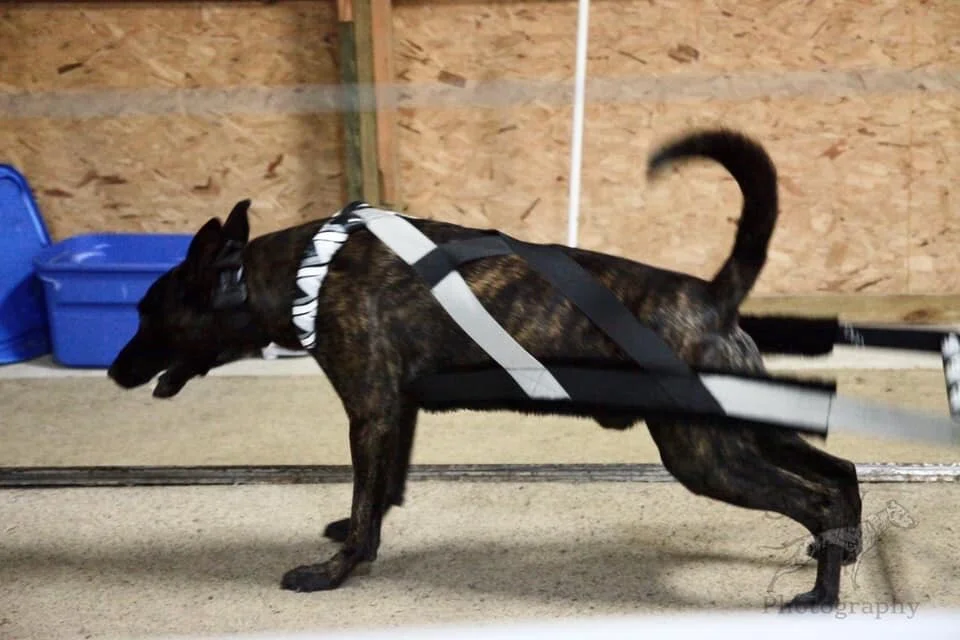 All American Bulldog Club Weight Pull
Earned United Weight Pull (UWP) Title
October 2019