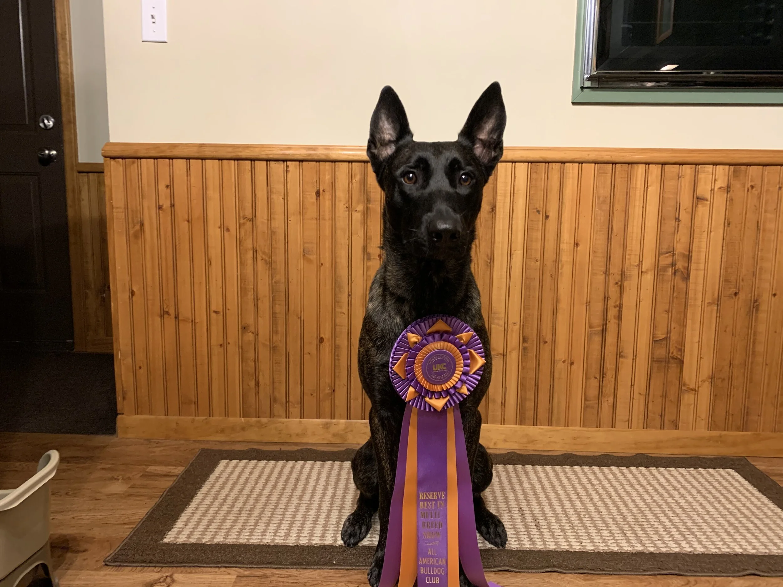 All American Bulldog Club Reserve Best in Show October 2019