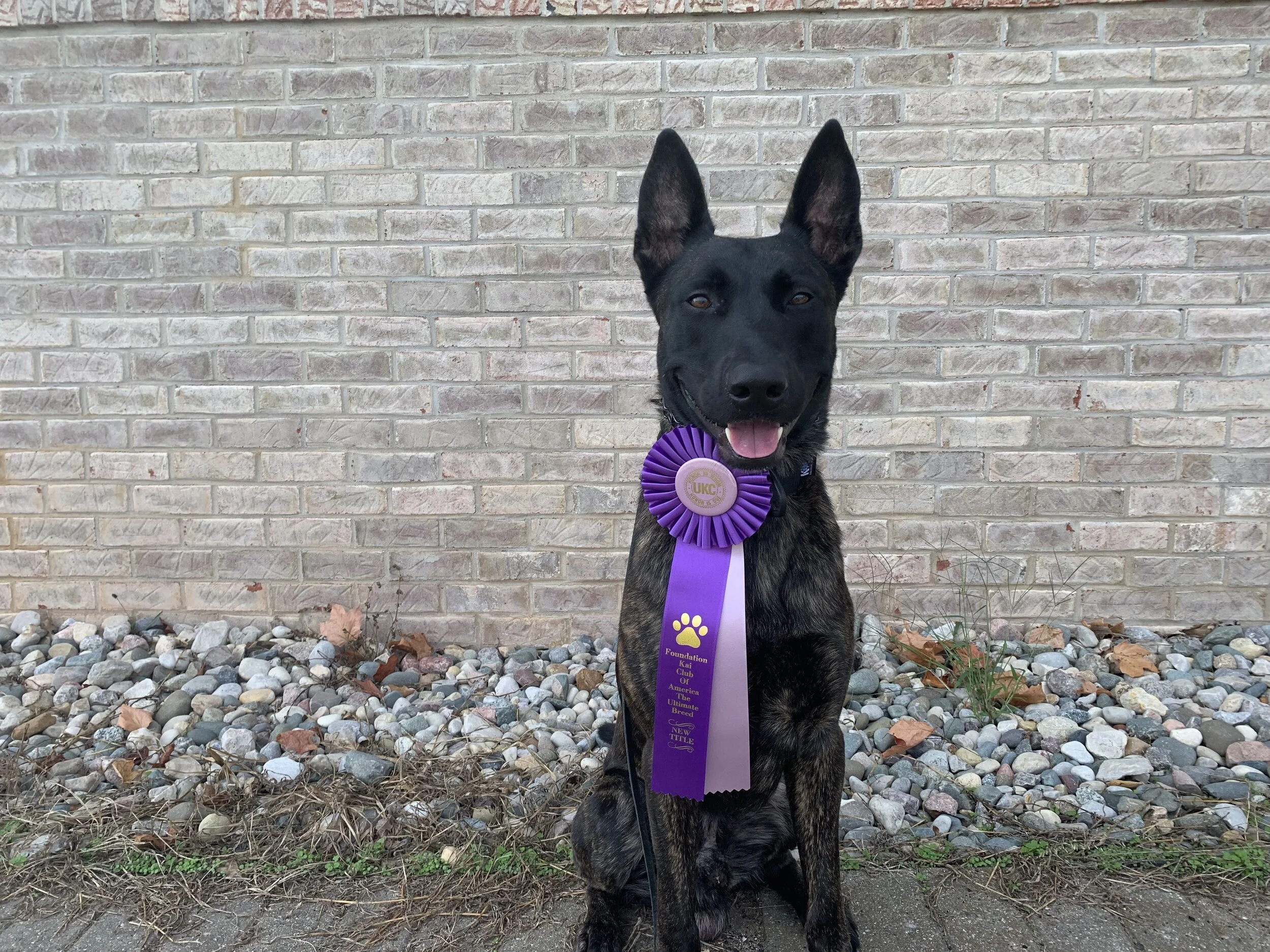 Marvel URO2 (United Rally Obedience) title. Foundation Kai Club of America UKC Show September 2019