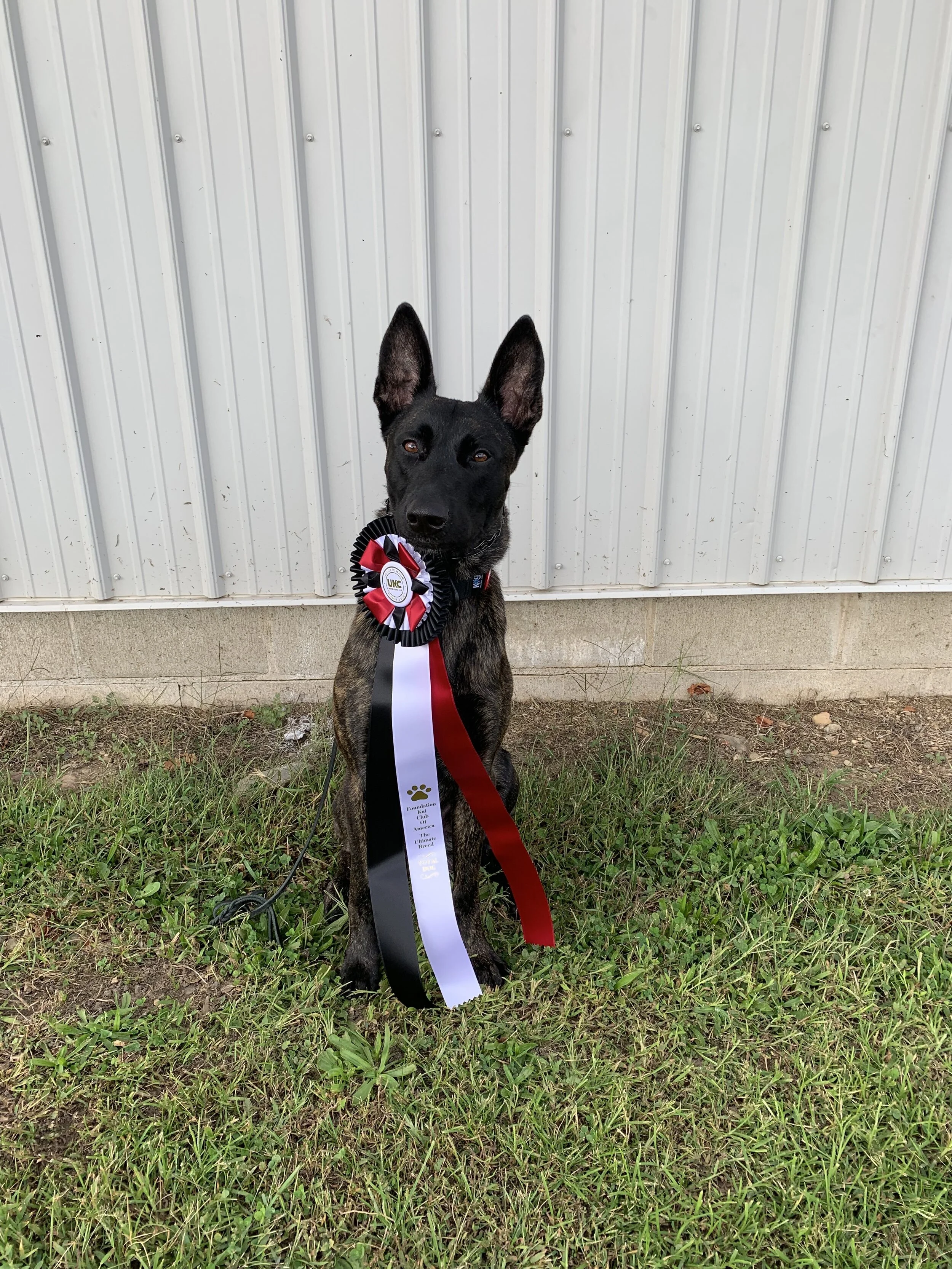 Marvel Total Dog Foundation Kai Club of America UKC Show September 2019