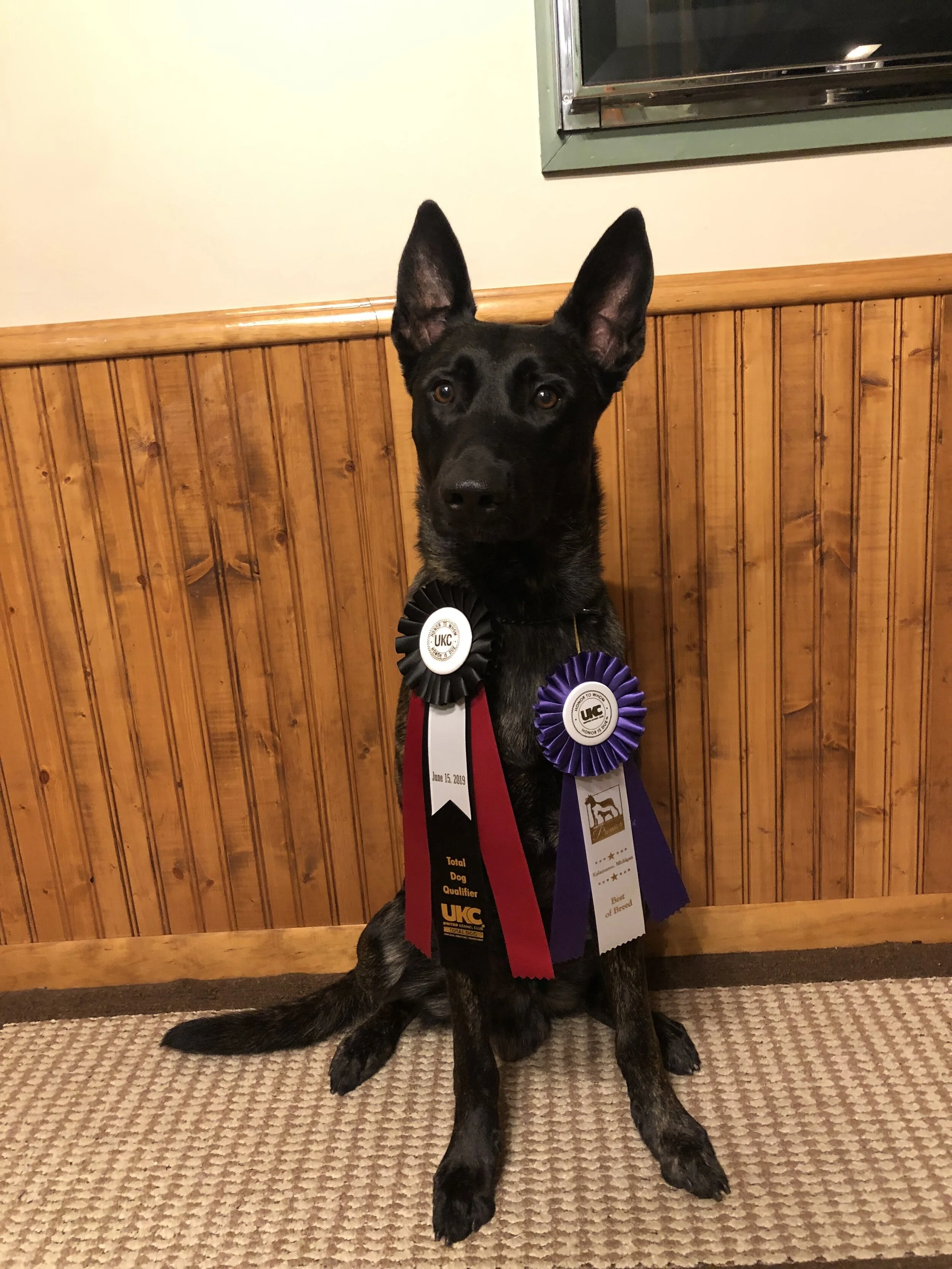 June 2019 UKC Premier
Total Dog & Best of Breed