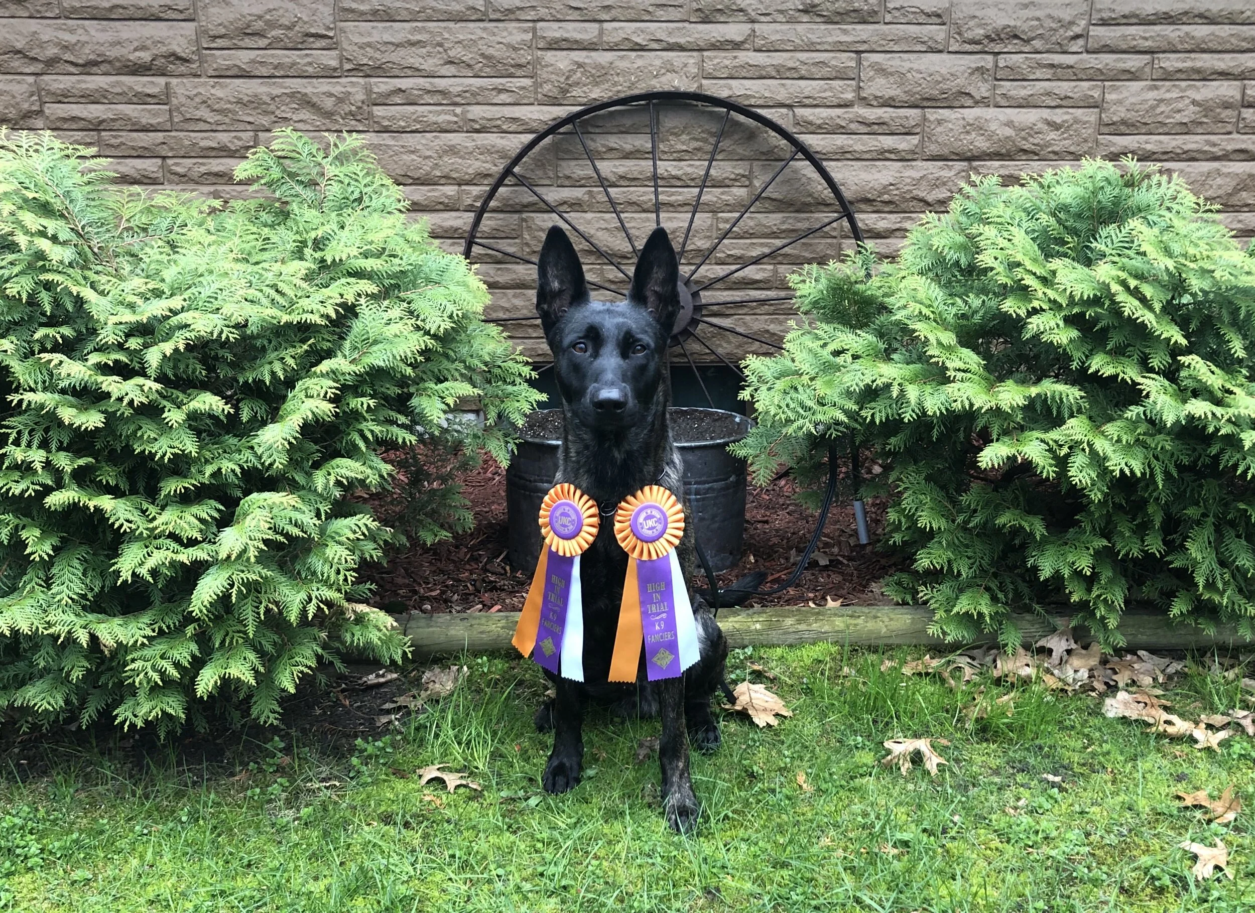 Marvel two High in Trial Nosework
K9 Fanciers UKC Show May 2019