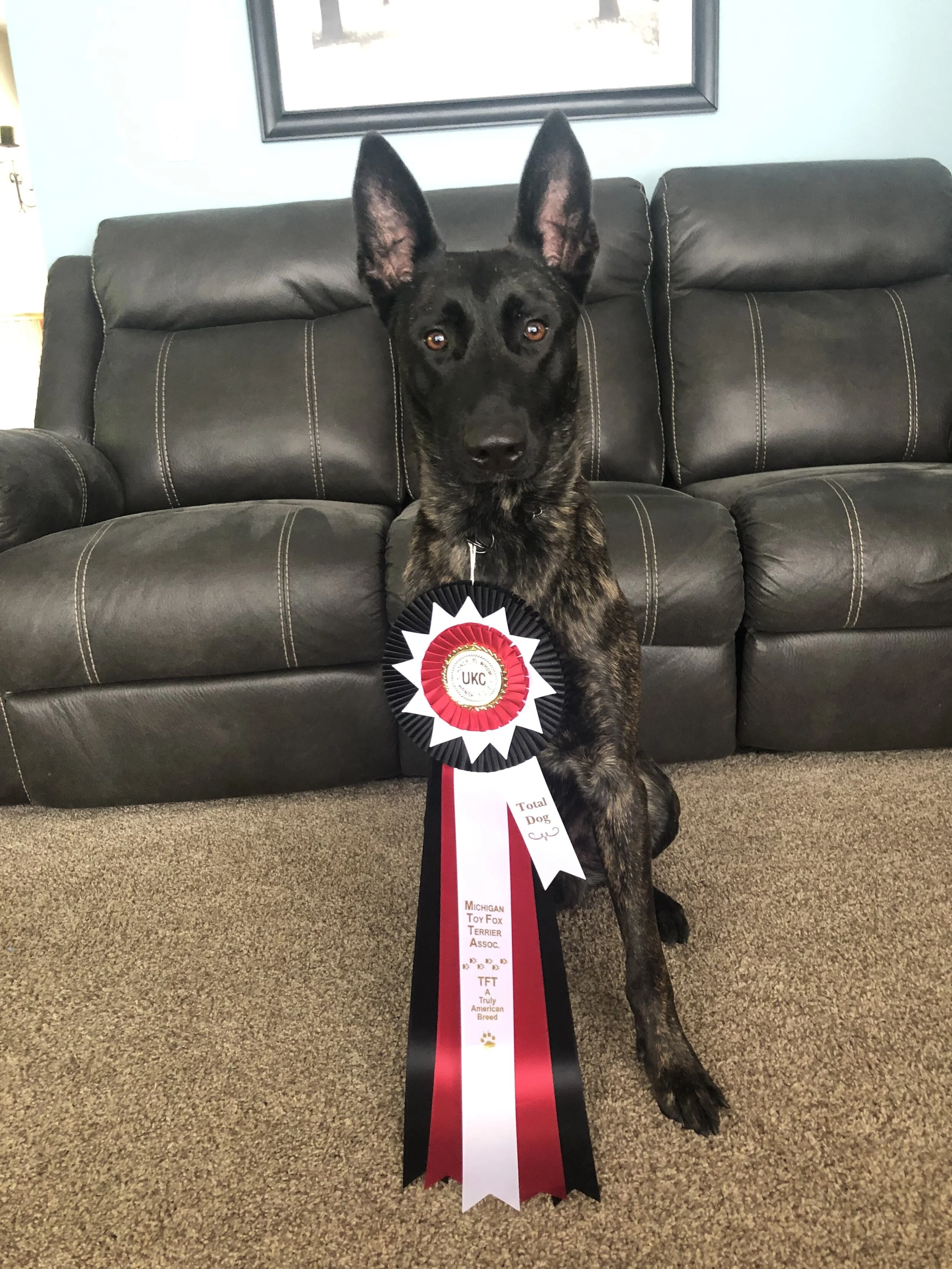 Marvel Total Dog April 2019
Michigan Toy Fox Terrier Association UKC Show