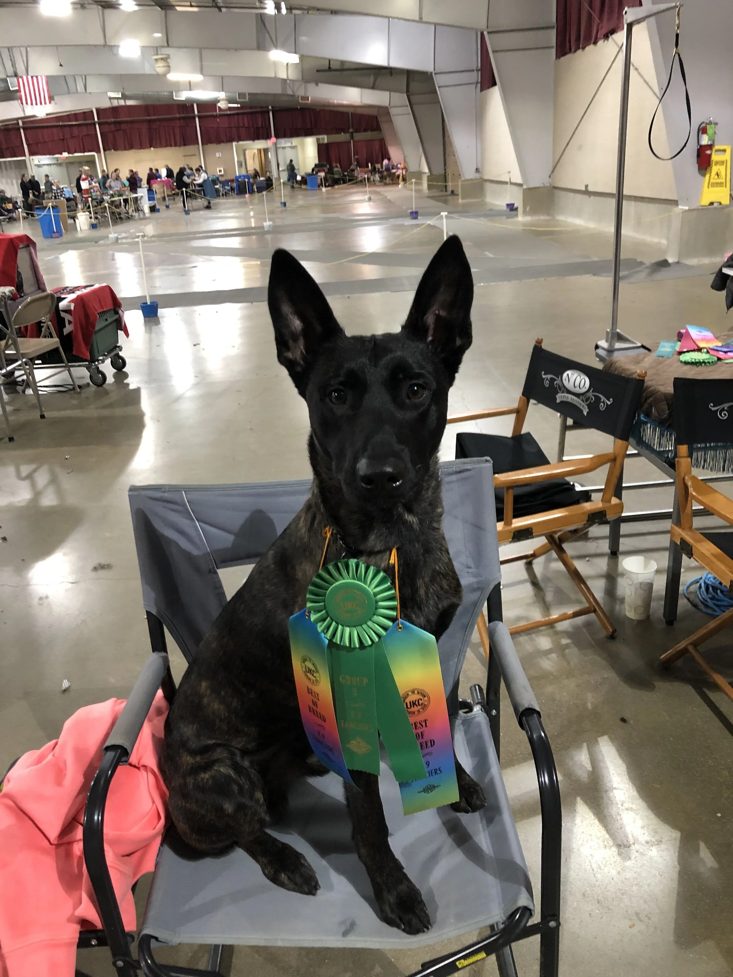 K9 Fanciers UKC Show December 2018
Two Best of Breeds & Group 3