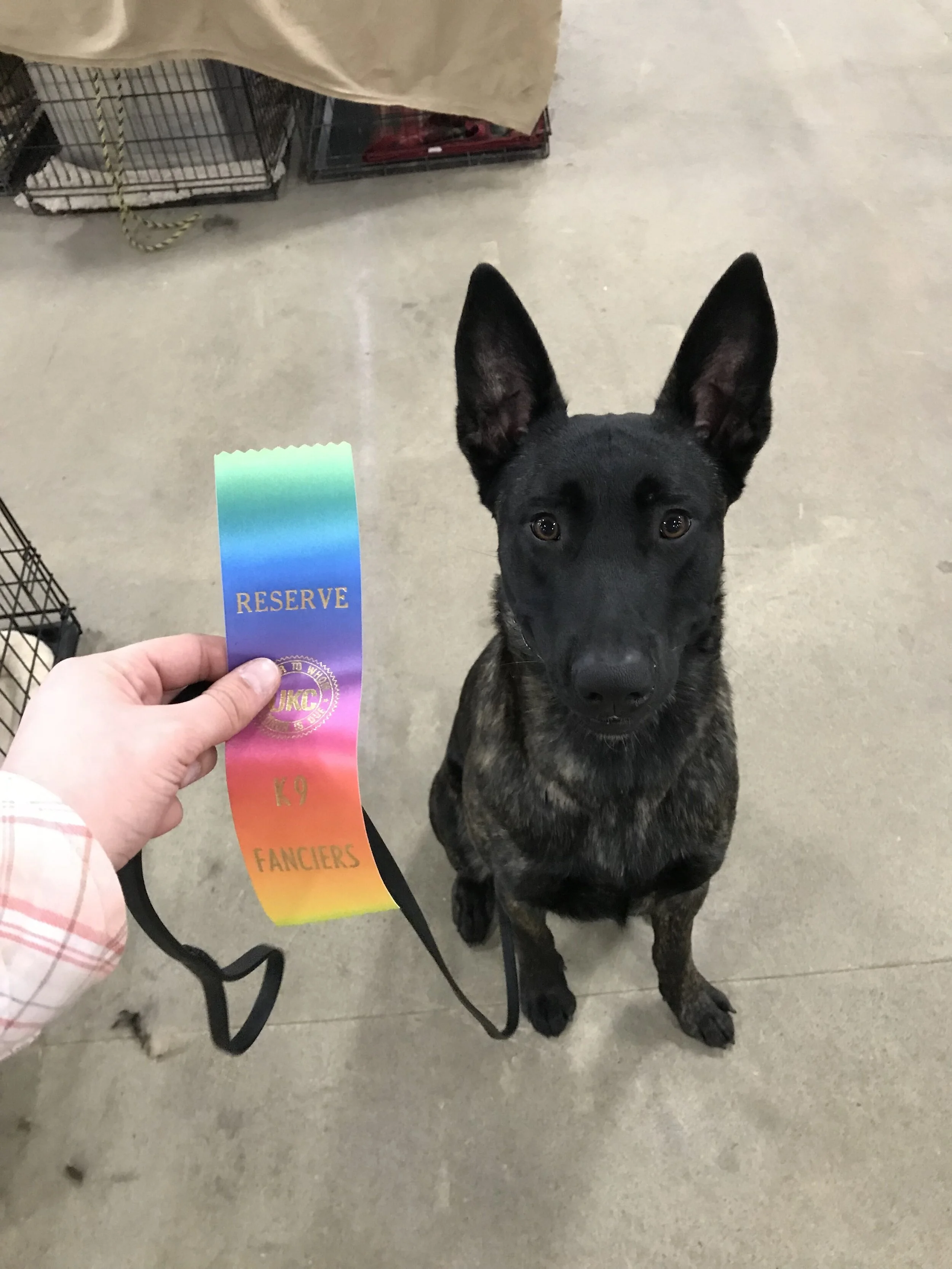 Reserve Champion in a HUGE champion class!
March 2018