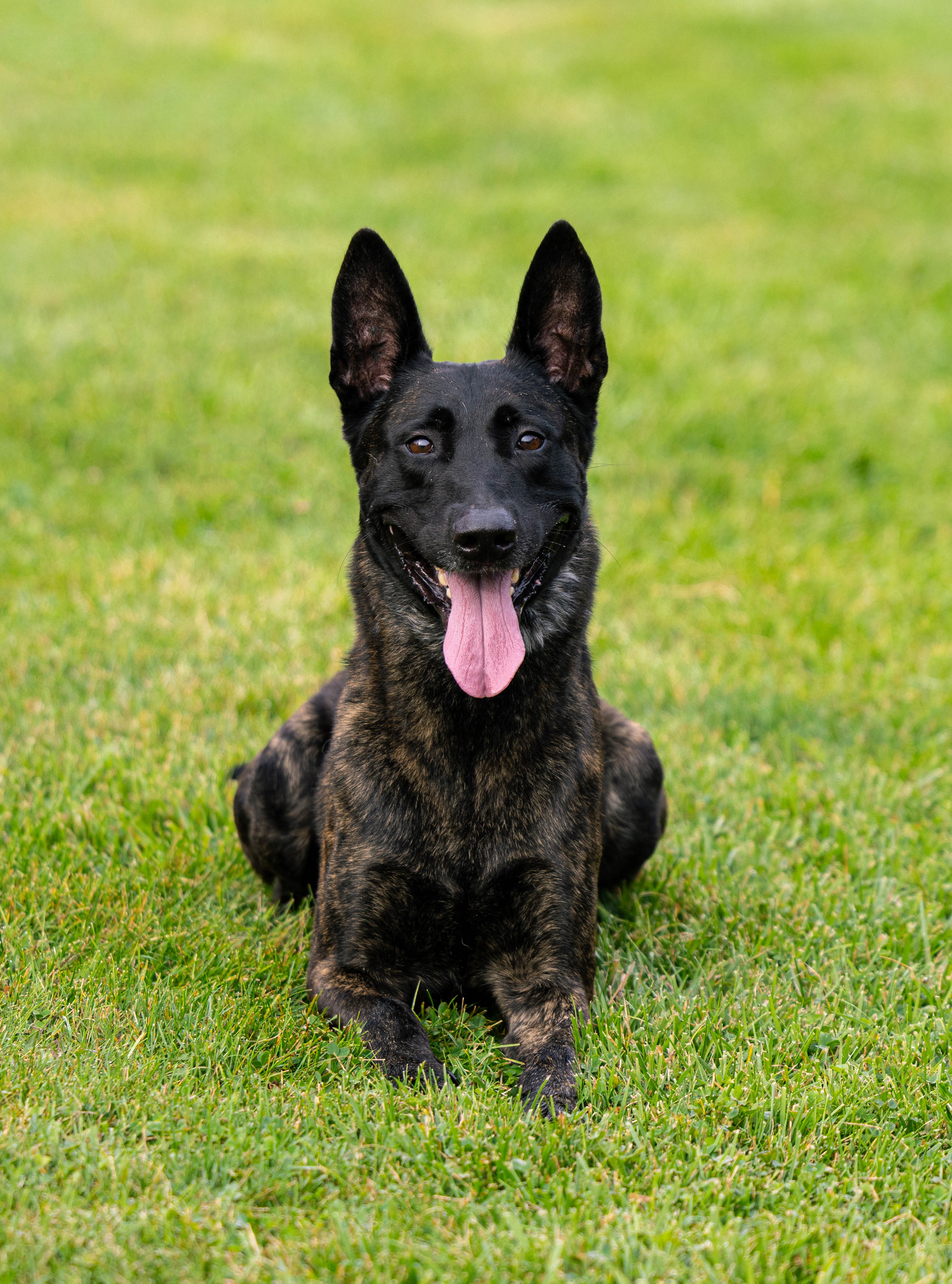 Handling the loss of your heart dog. My story of loss.