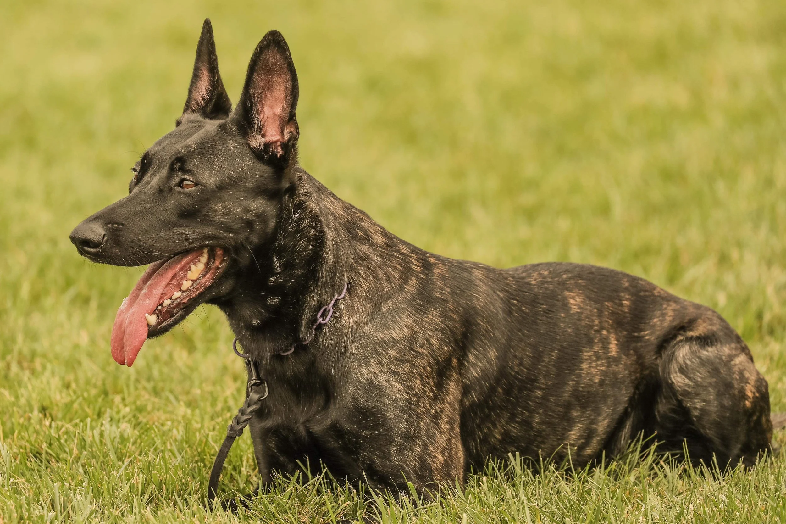 My Favorite Dog Training Gear