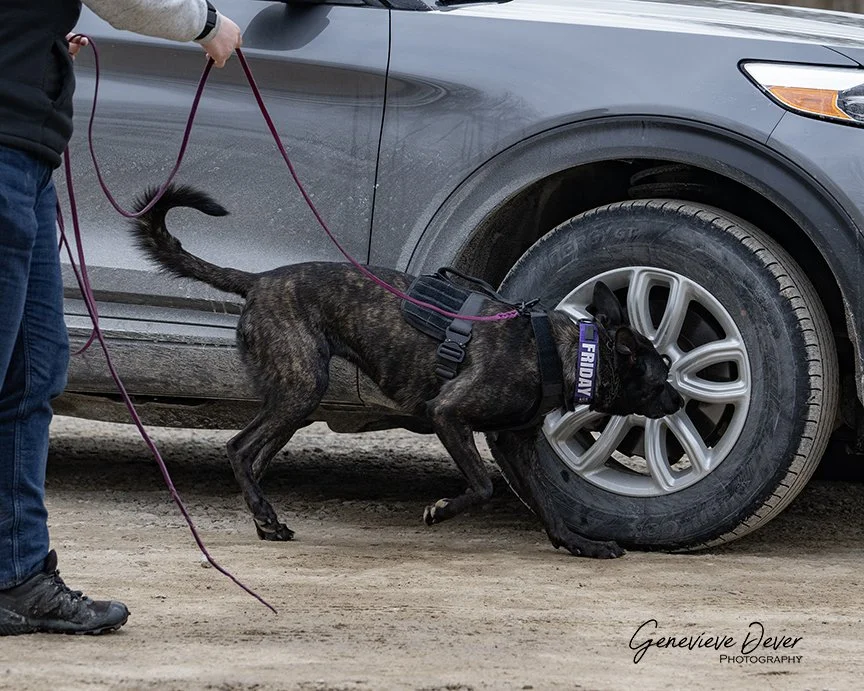 Best Harnesses for Nosework