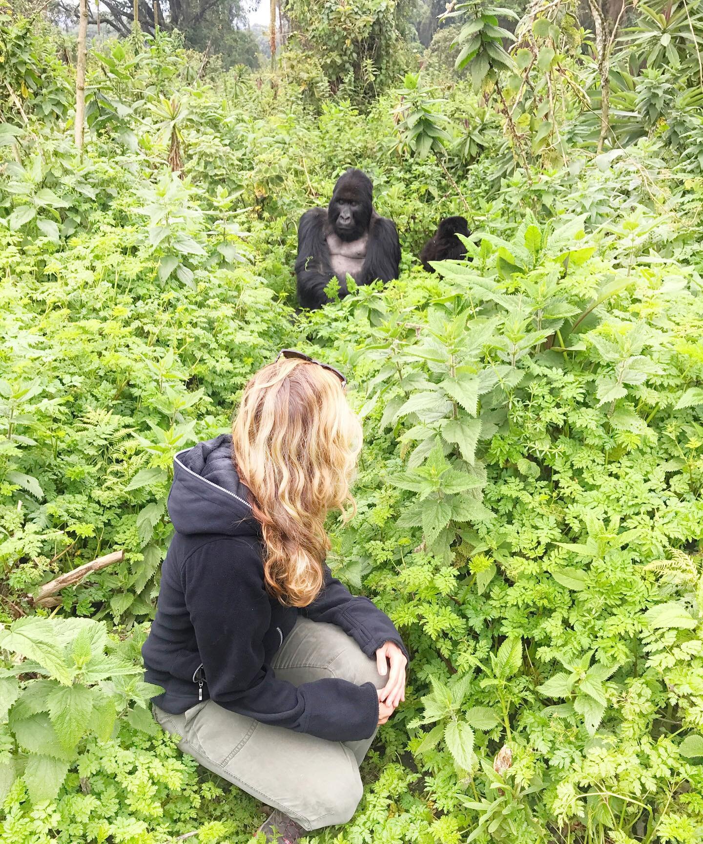 Seeing gorillas for the first time in the wild in Uganda and Rwanda was one of the most incredible experiences of my life. When I was a little girl I dreamed of studying gorillas and other primates and one of my heroes was Jane Goodall. The more peop
