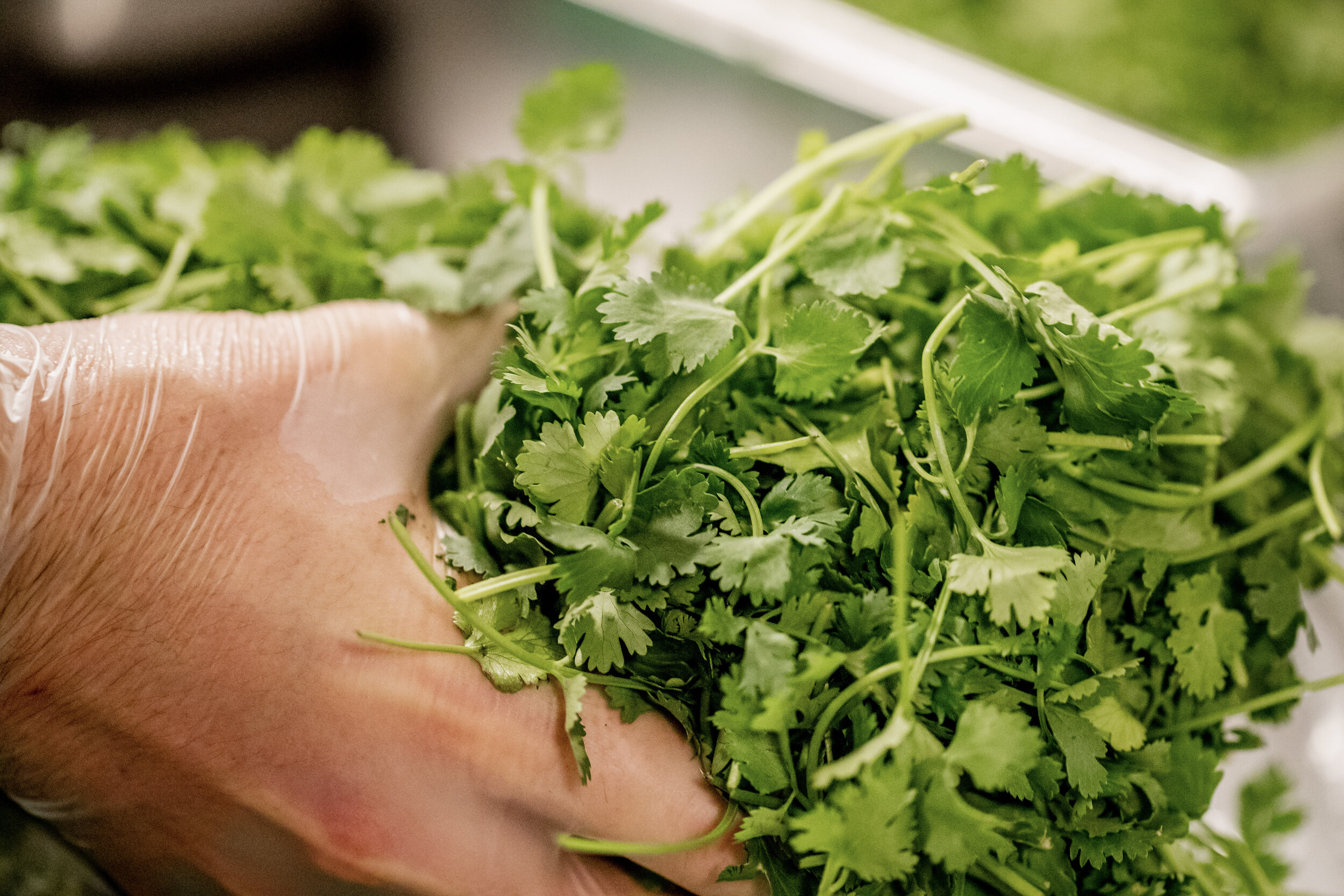 CILANTRO 9.jpg