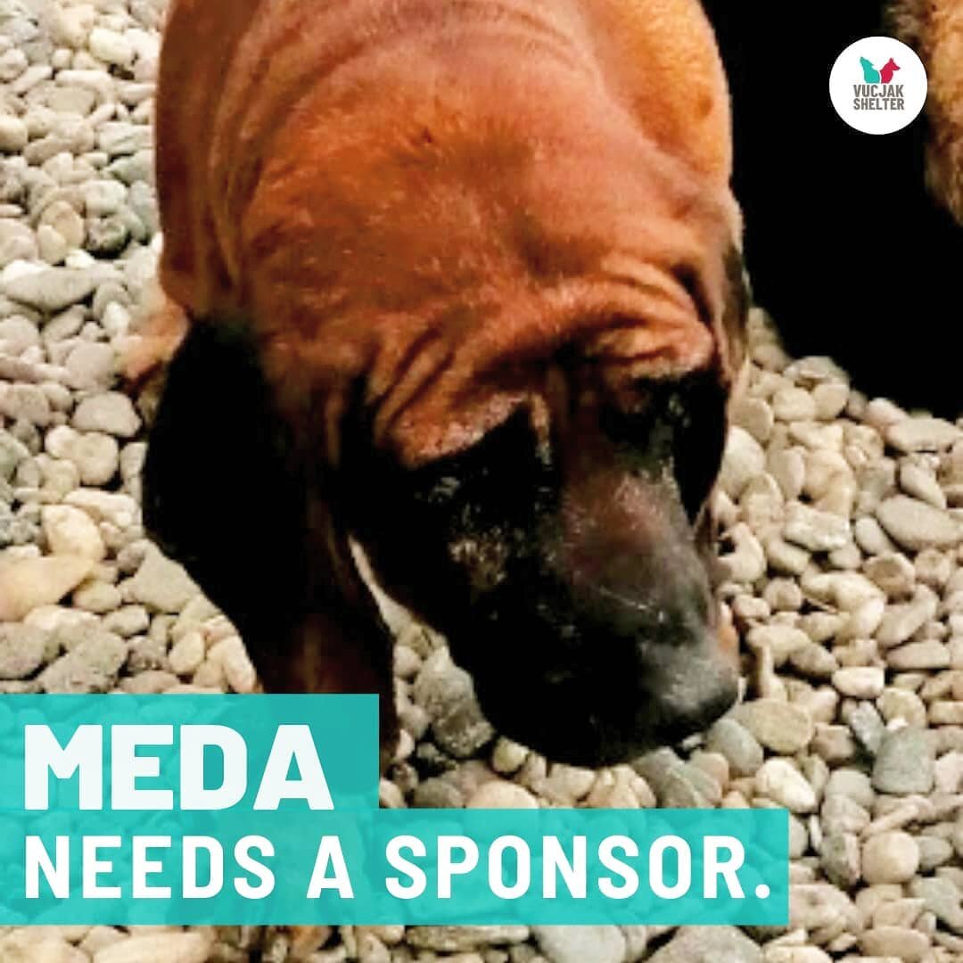 SPONSOR A PUP

Vucjak Shelter has over 900 dogs so we are going to increase our sponsorships to 10 dogs every week to keep up with the demand.

What better way to help @vucjakshelter than to sponsor a pup while they wait for their forever homes.✨🏡

