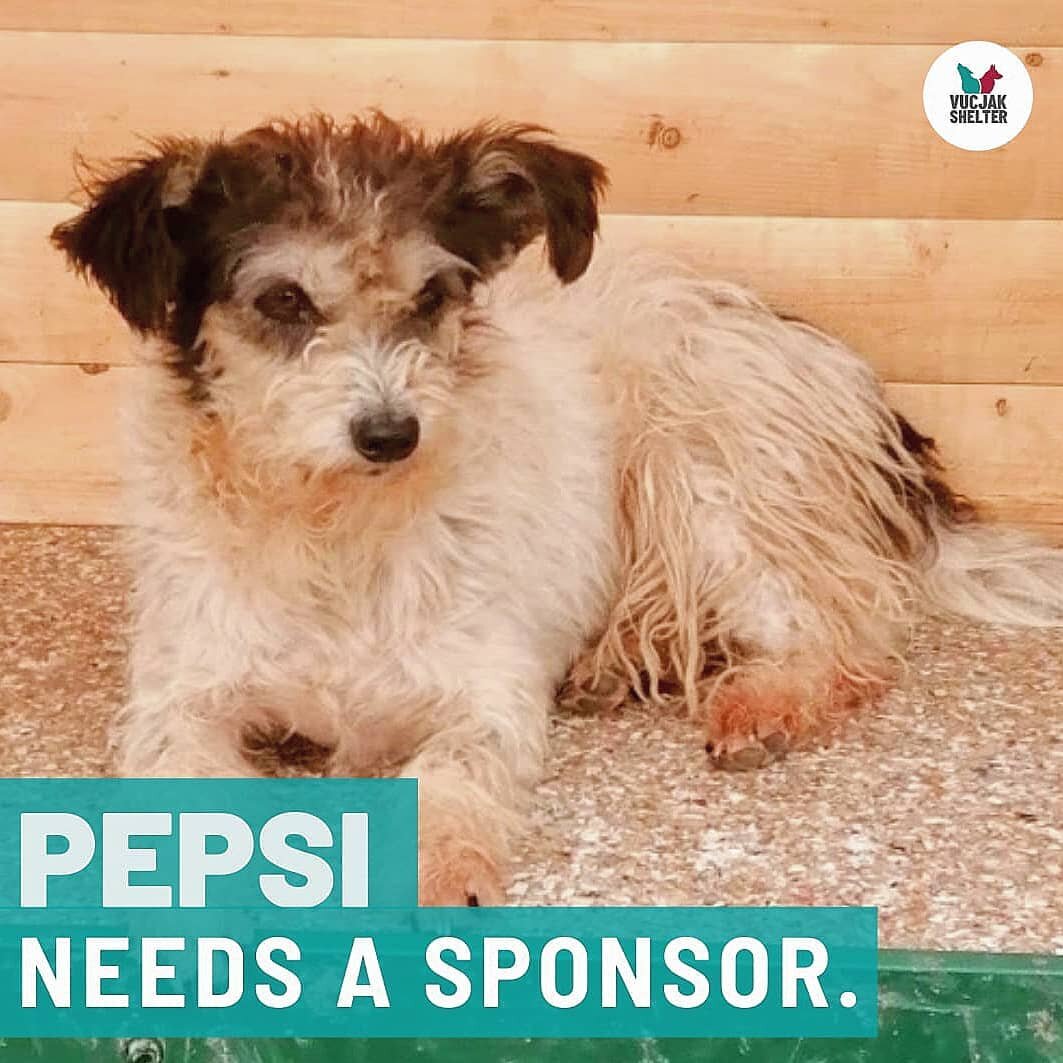 SPONSOR A PUP🐾👪🐕

What a great way to show Dejan @vucjakshelter how much we value his work. We can't all adopt a dog but we can sponsor a dog until they get to their forever family.✨🏡🐕

When you sponsor one of our animals at Vucjak Shelter, you'