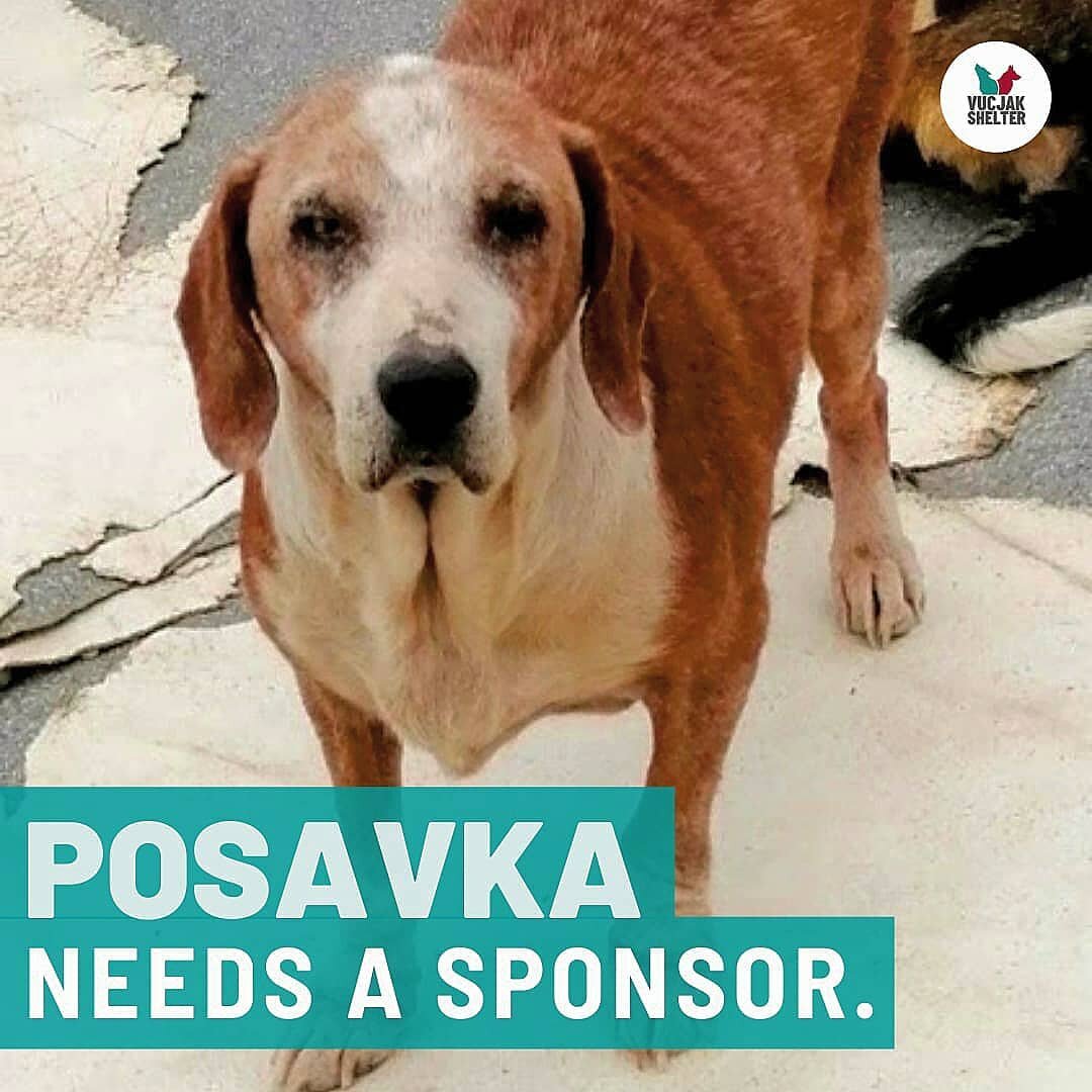 SPONSOR A PUP 🐶🐾💜

What better way to help @vucjakshelter than to sponsor a dog while they wait for their forever homes.✨🏡🐾

When you sponsor one of our animals at Vucjak Shelter, you're directly helping to fund the cost to rescue, feed, provide