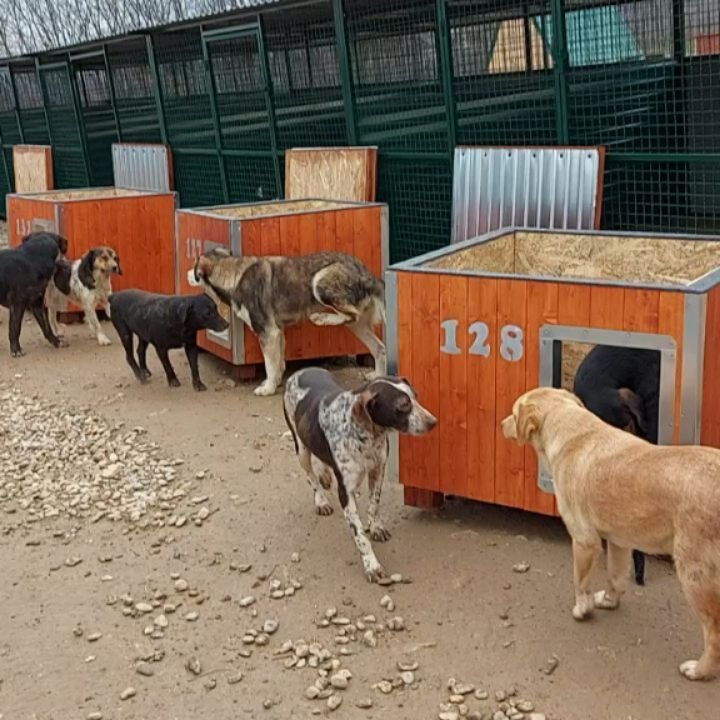 Construction continued  this beautiful winter day today @vucjakshelter 

Every day this man is awake from 6am - 2am it's not a much sleep but look at what he does in a day!! Today 20 dog houses arrived and 10 more kennels were constructed on the land