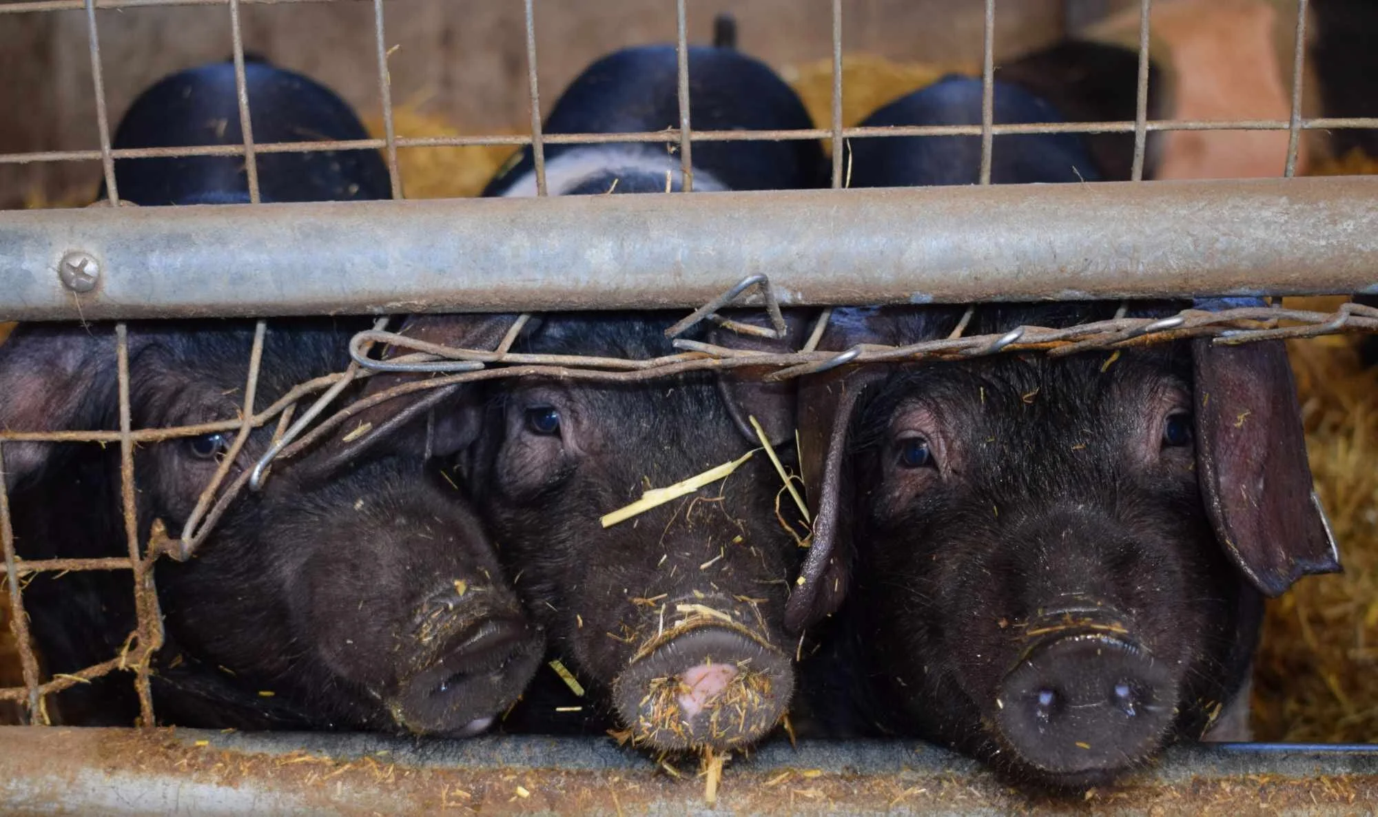 5 Reasons to go Vegan for the Animals  