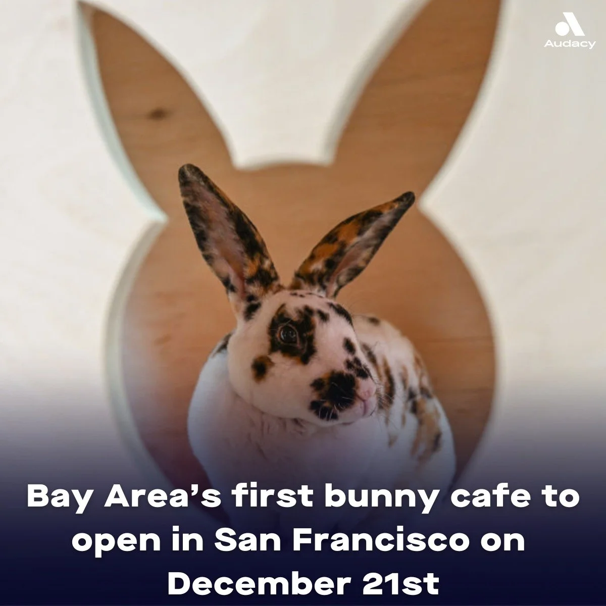 Bunny Cafe's Grand Opening