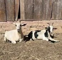 Animal Sanctuary Volunteering