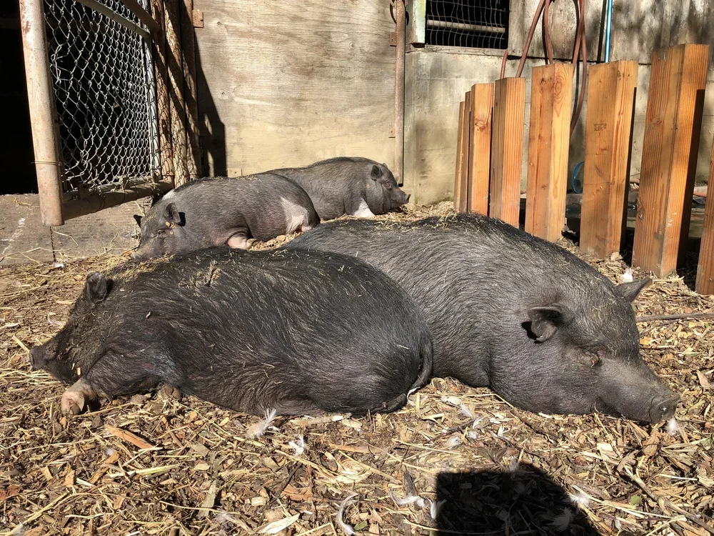 Behind the Scenes at San Francisco VegFest