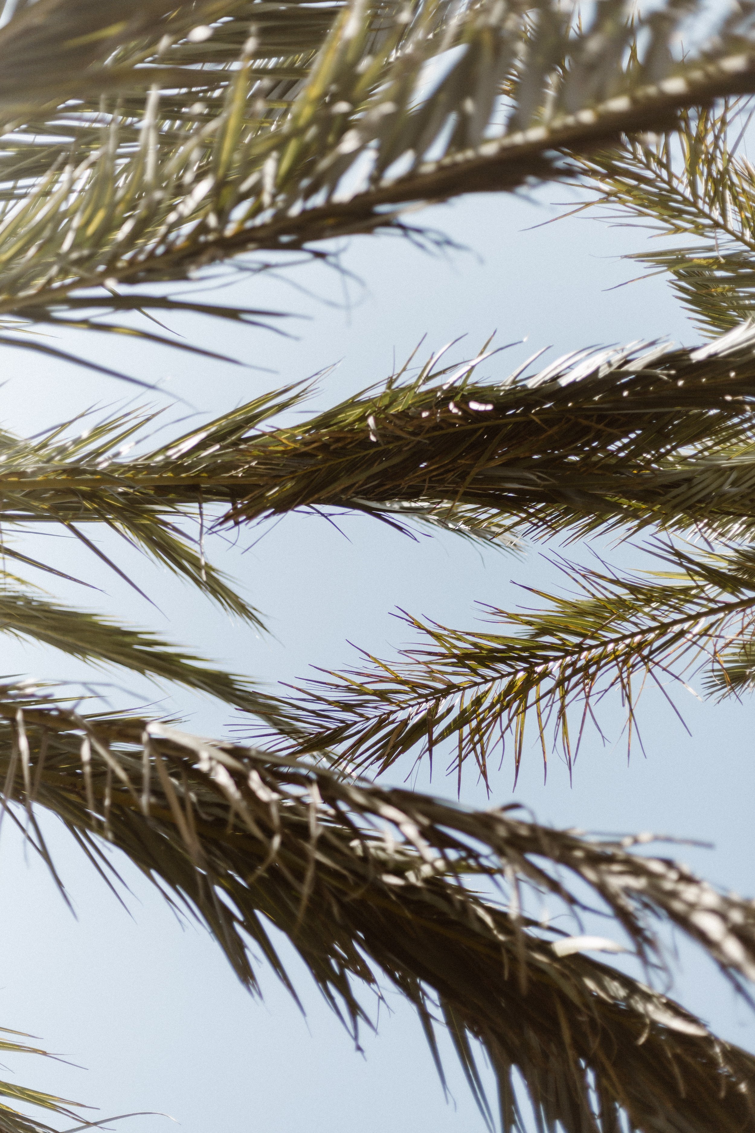 Morning Palms