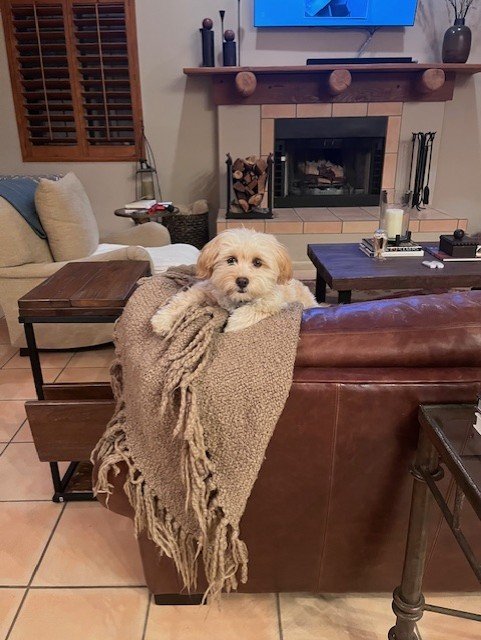 A small, fluffy puppy resting its head and front paws on the back of a brown leather couch, with a beige blanket draped over the couch's armrest in a cozy living room.