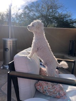 Cooper