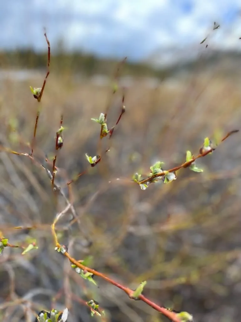 reddish brown stems of a bush with light green new leaves budding with out of focus background of bushes, green hill and blue sky