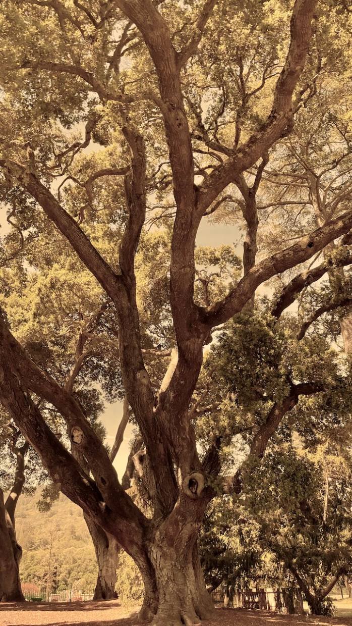 tall oak tree with many branches and leaves