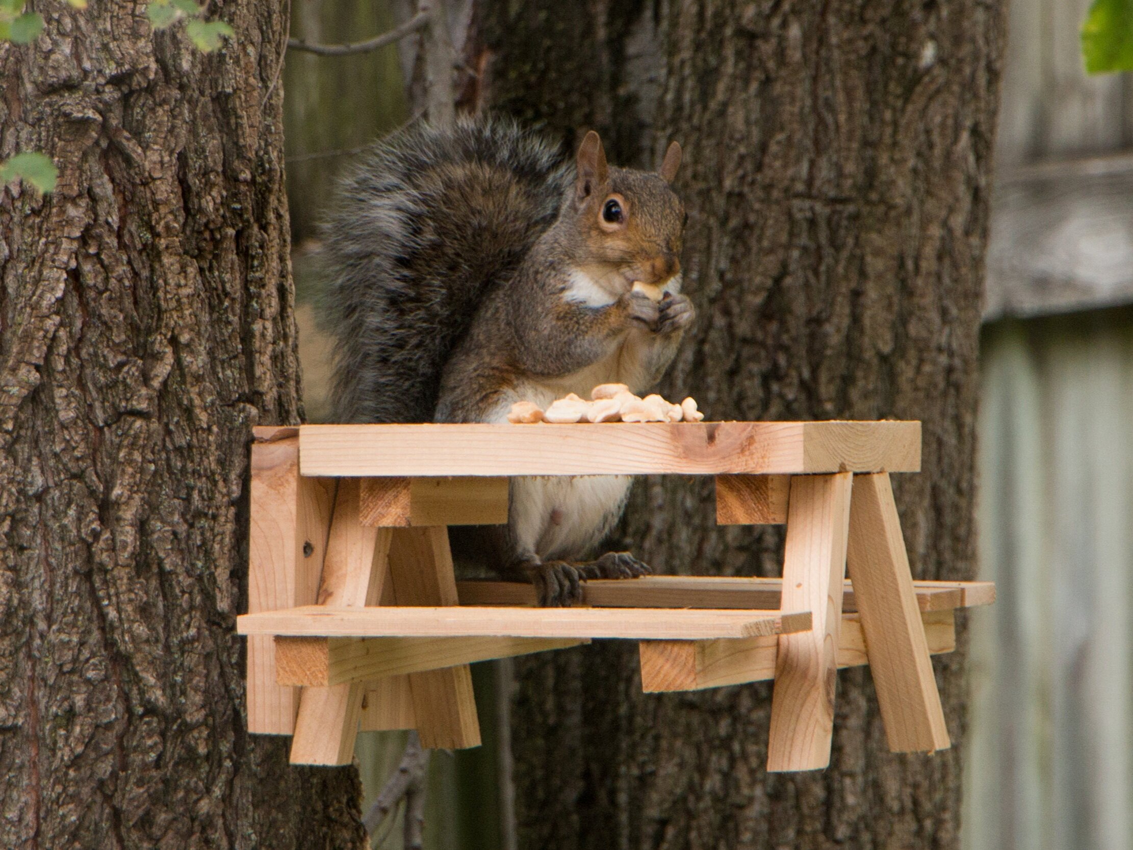 squirrel+table+-+squirrel+eating+on+tree-2.jpg