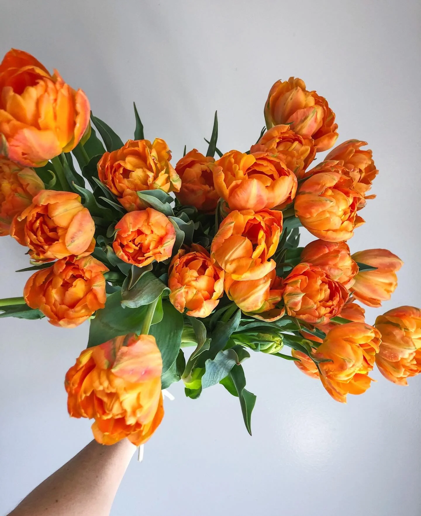 I be this is actually a popular opinion &mdash; I wish I loved by a wholesale market. I think it often 🤍
.
This morning I set my alarm for 5:30am to catch a message from my wholesale rep in LA&mdash;my eyes on all the blooms coming in fresh and beau