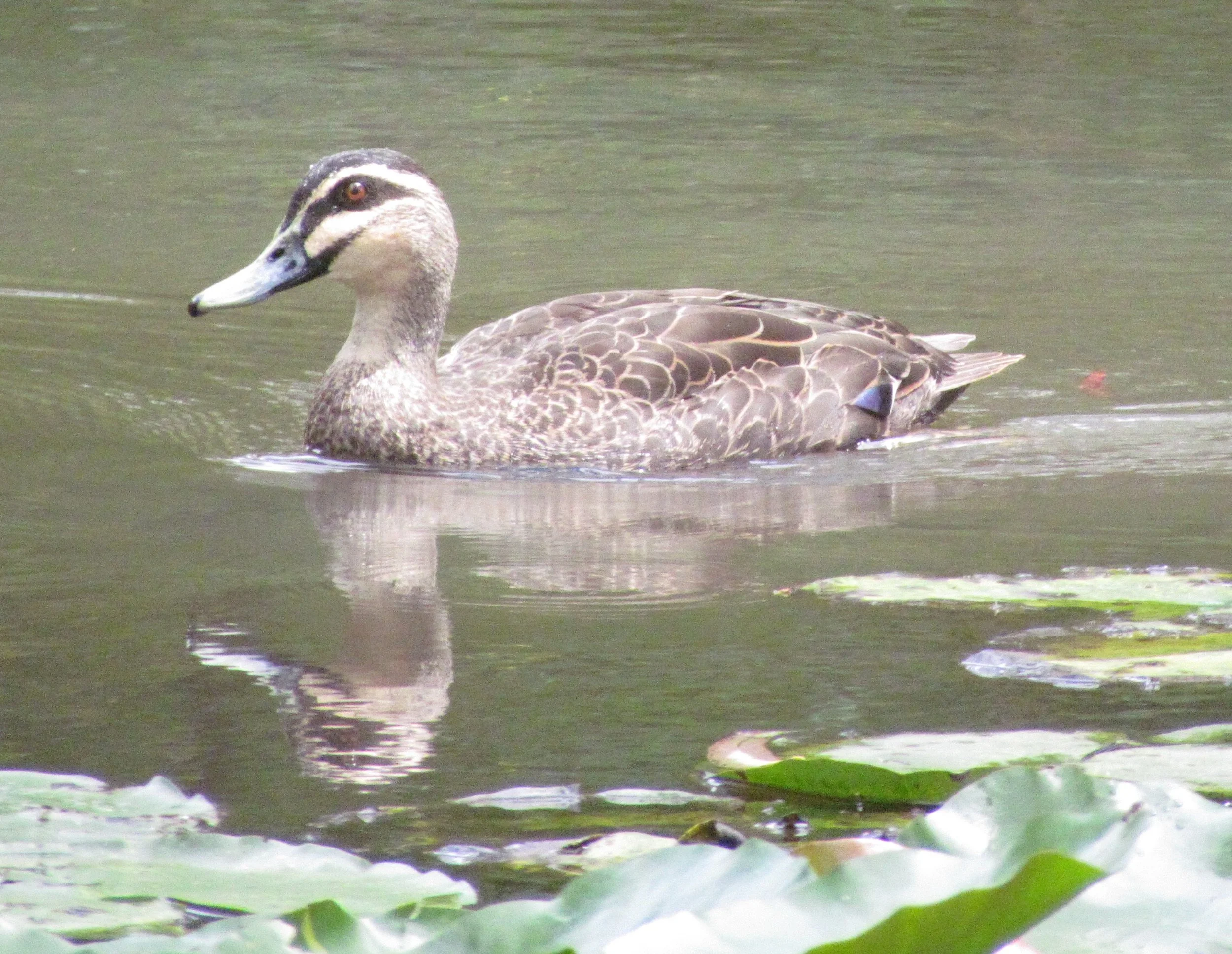 A duck at Duffy's (quite common)