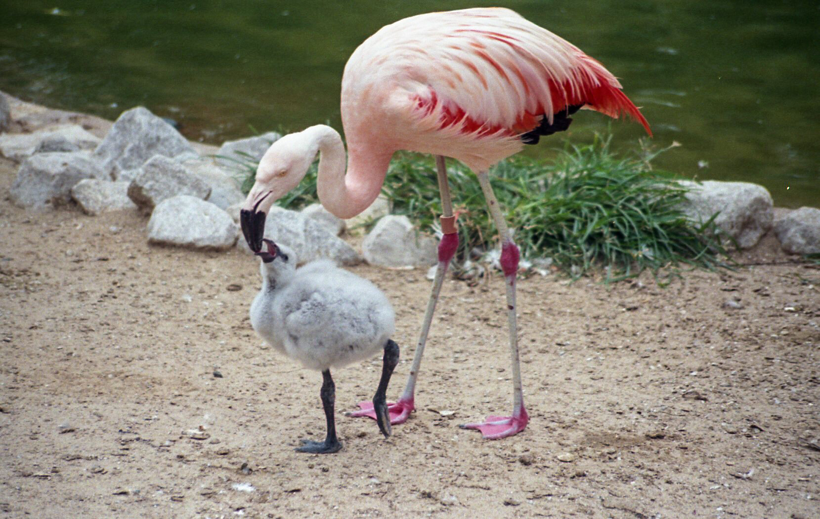 So cute. Yes, they’re fuzzy when they’re young. The image is also fuzzy.