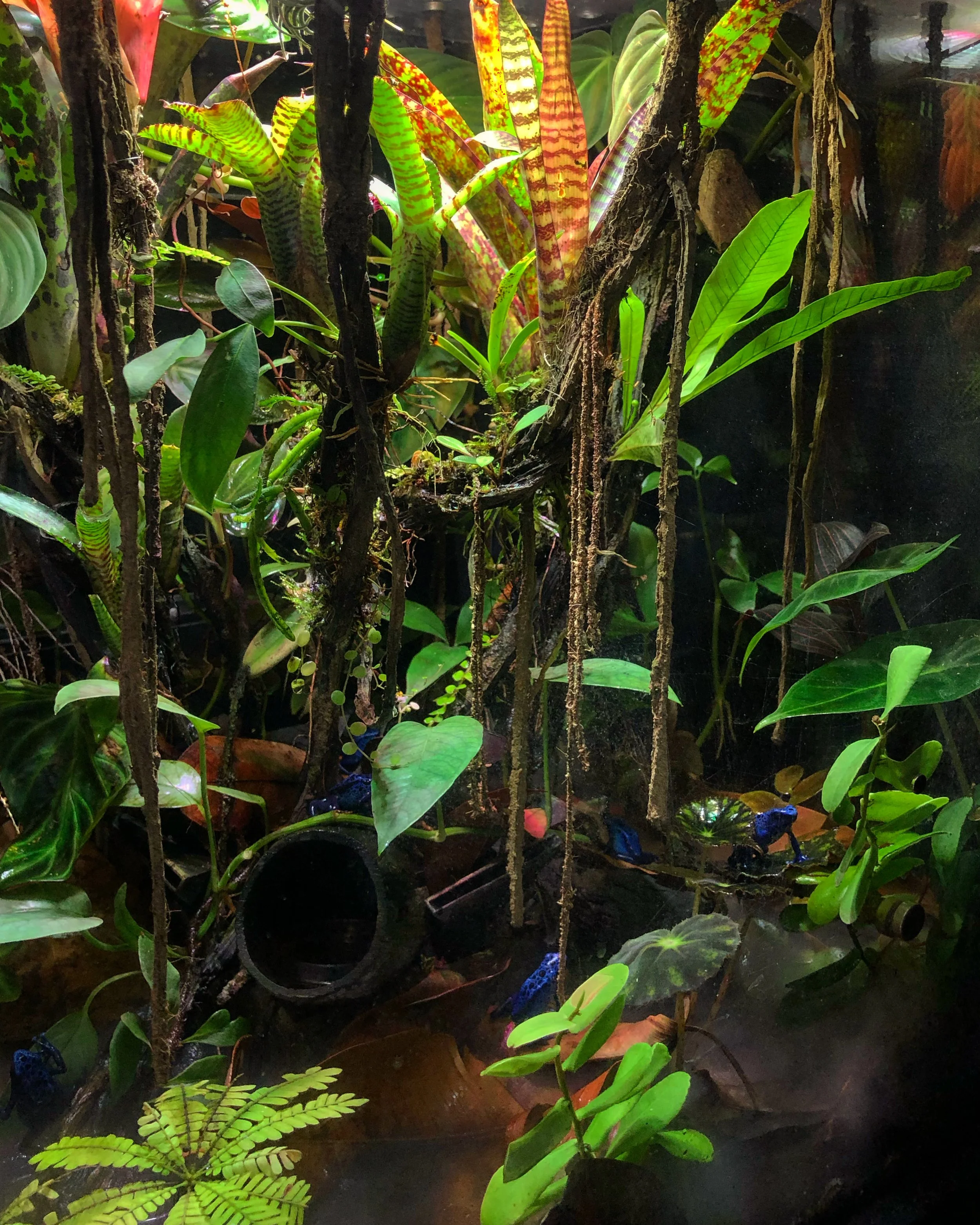 SIDE VINES AND FROGS.jpg