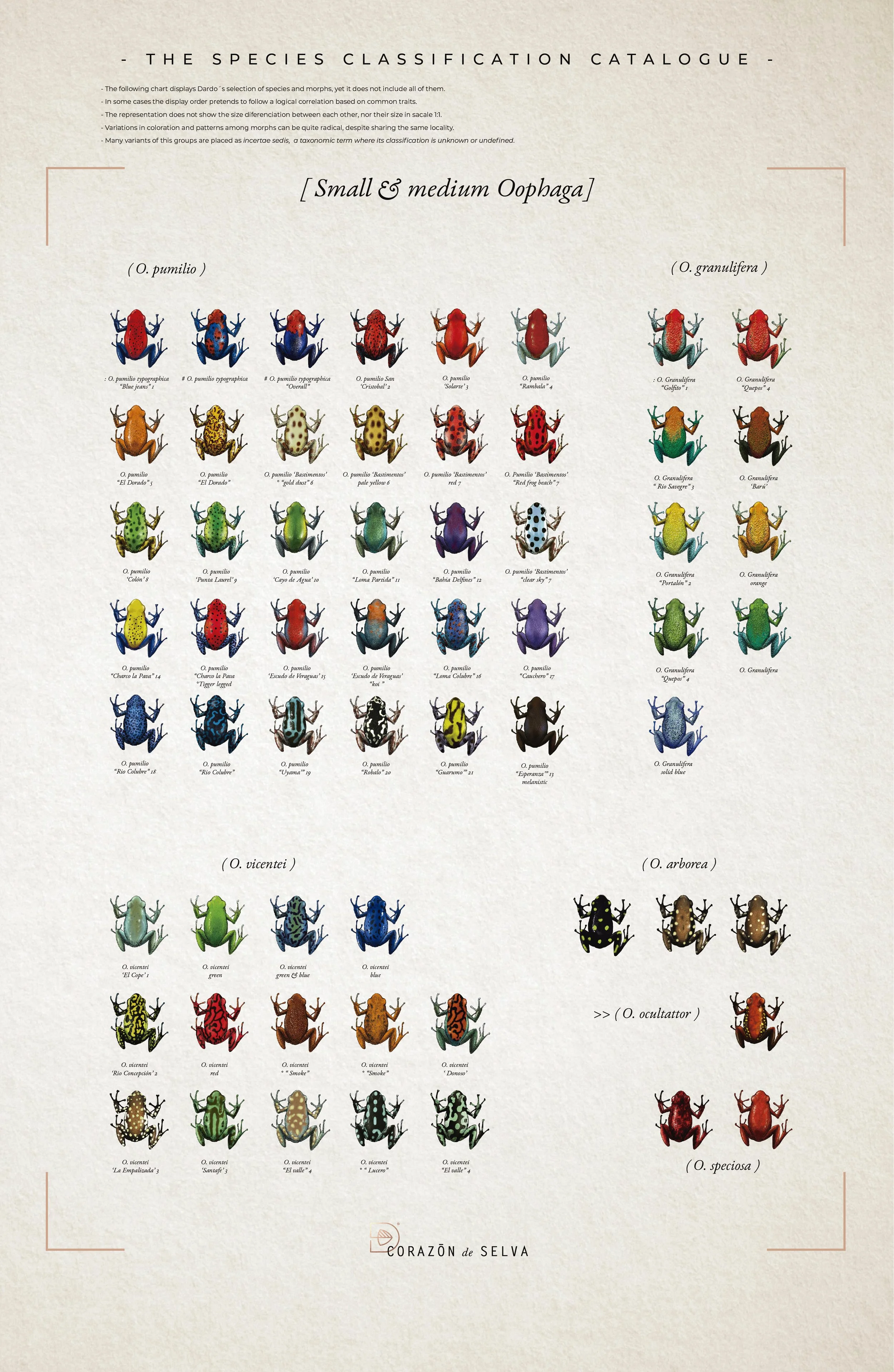 POSTERS SPECIES GROUPS-04.jpg (copia)