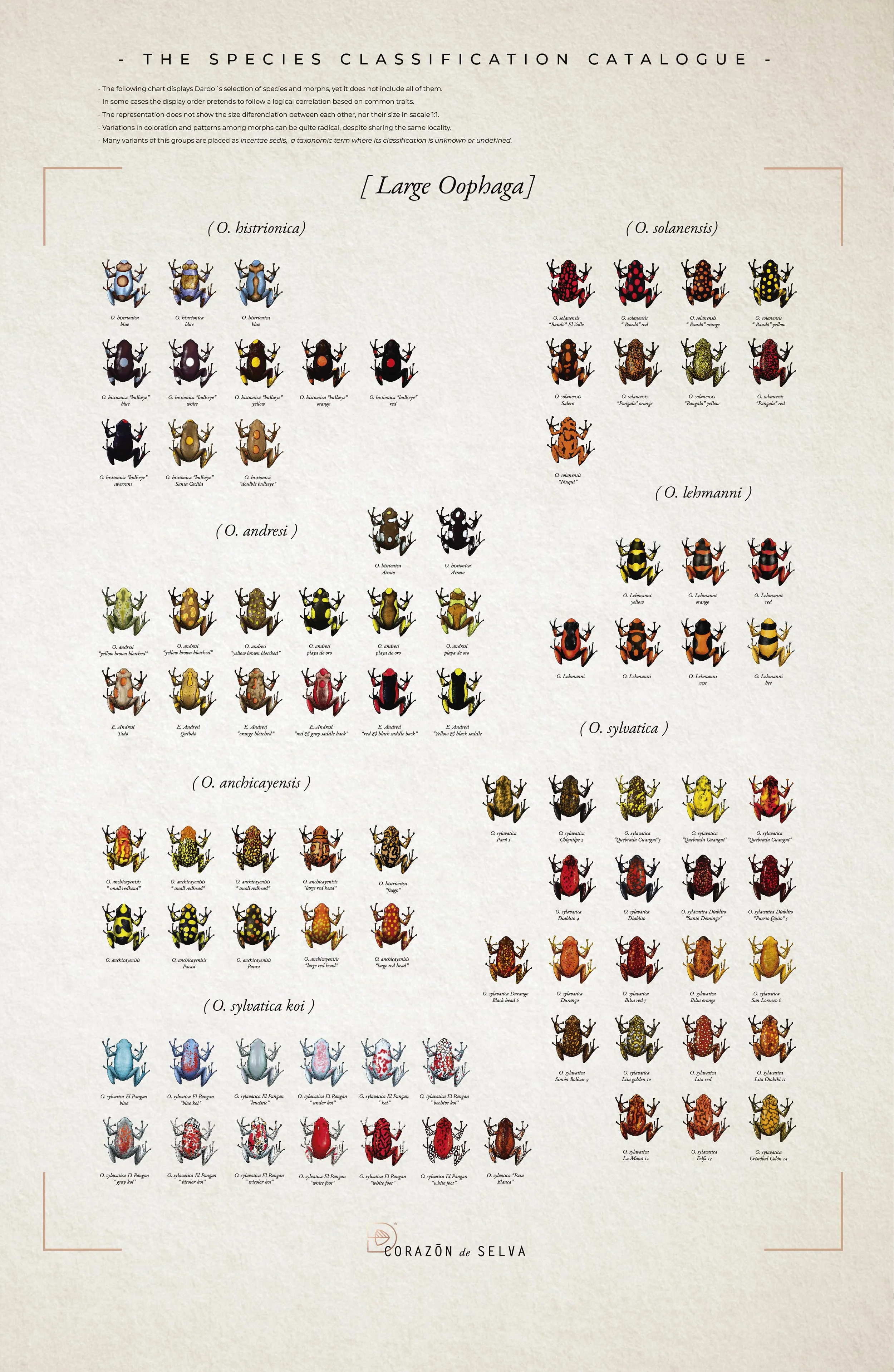 POSTERS SPECIES GROUPS-03.jpg (copia)