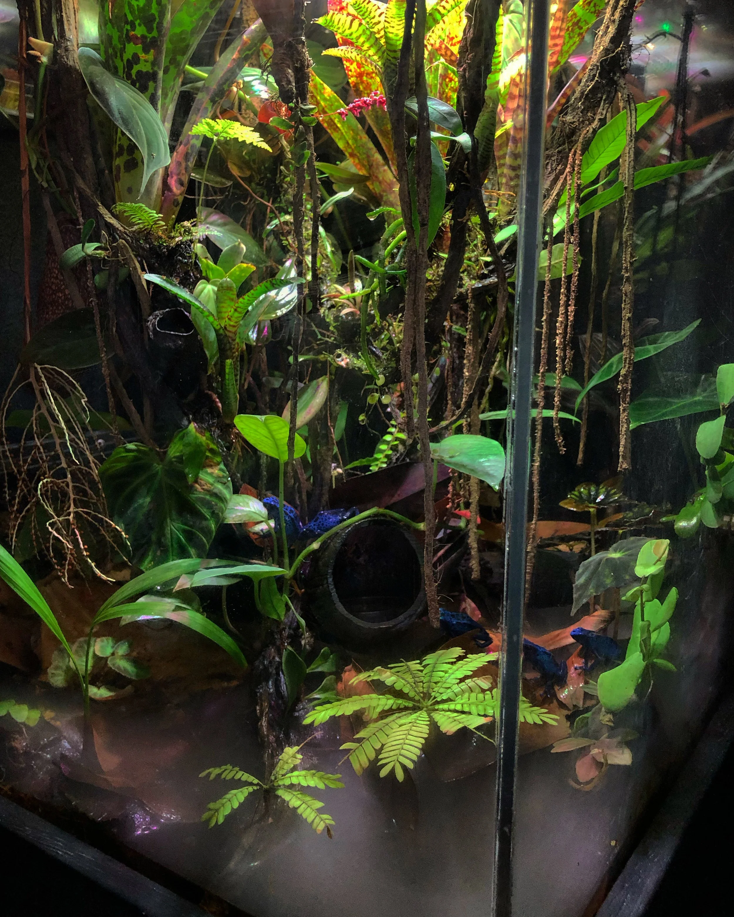 GENERAL MIST FROGS.jpg