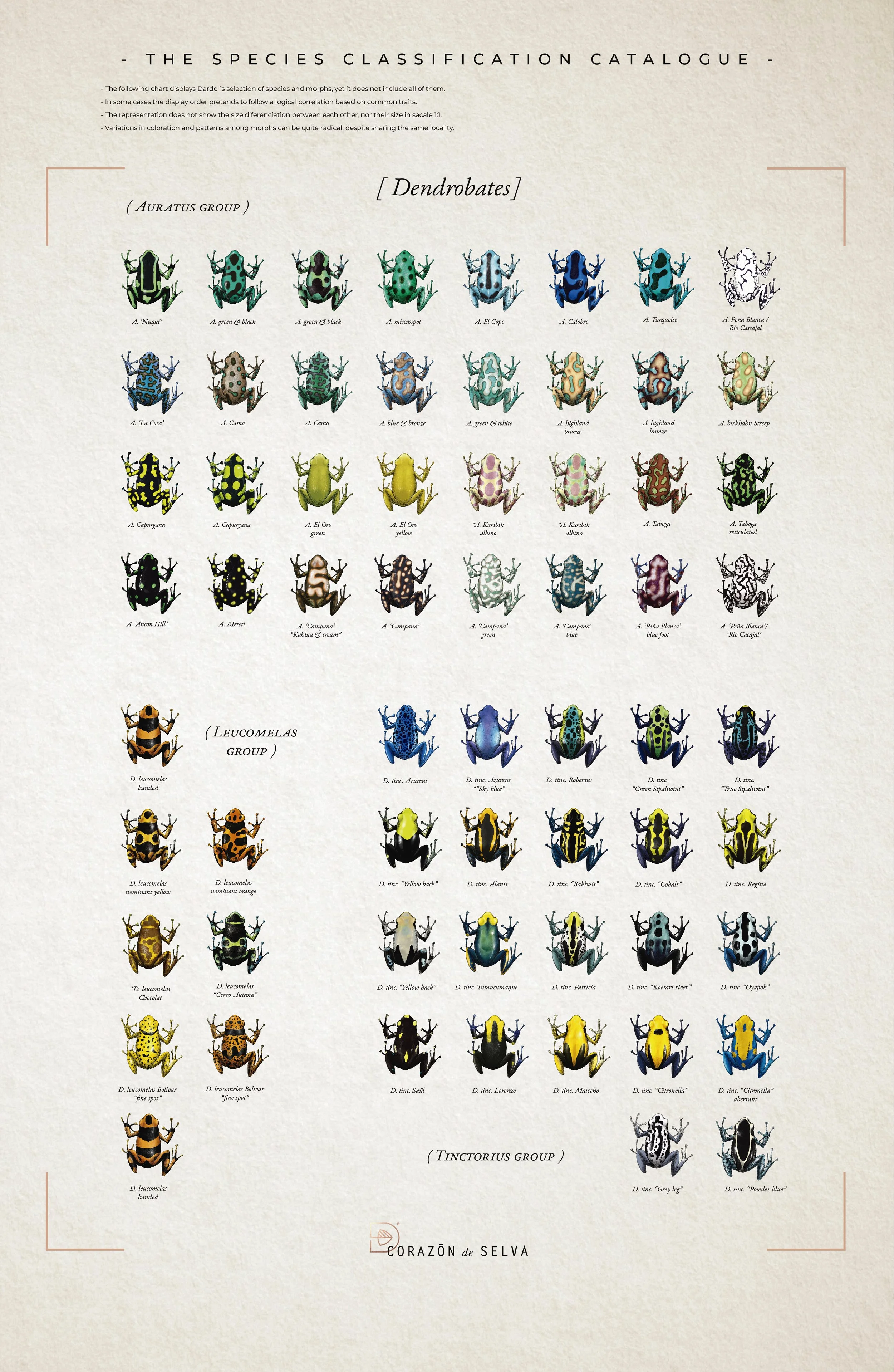POSTERS SPECIES GROUPS_Mesa de trabajo 1.jpg (copia)