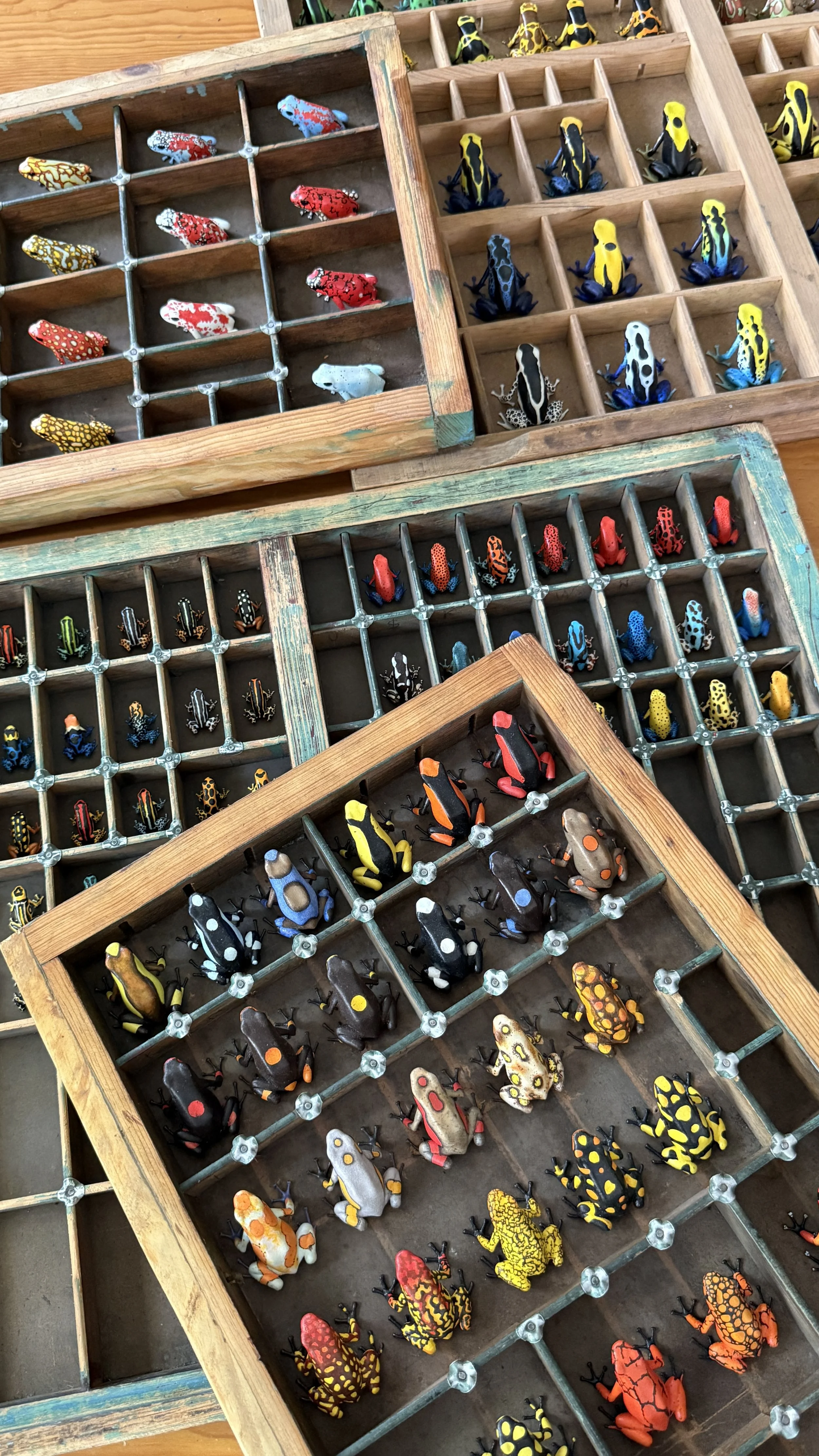 50% 3/3 IMI DENDRO REPLICAS